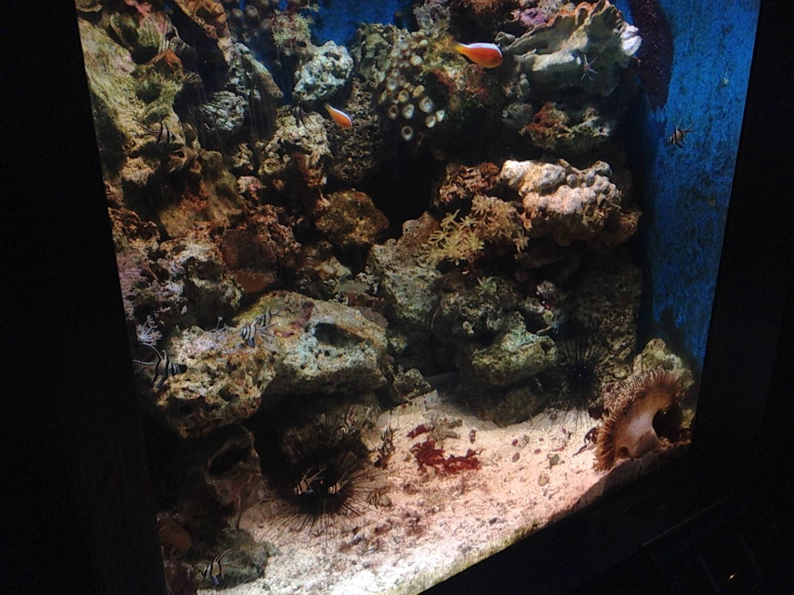 Reef Magic Tank at Blue Planet Aquarium - 05/10/2013