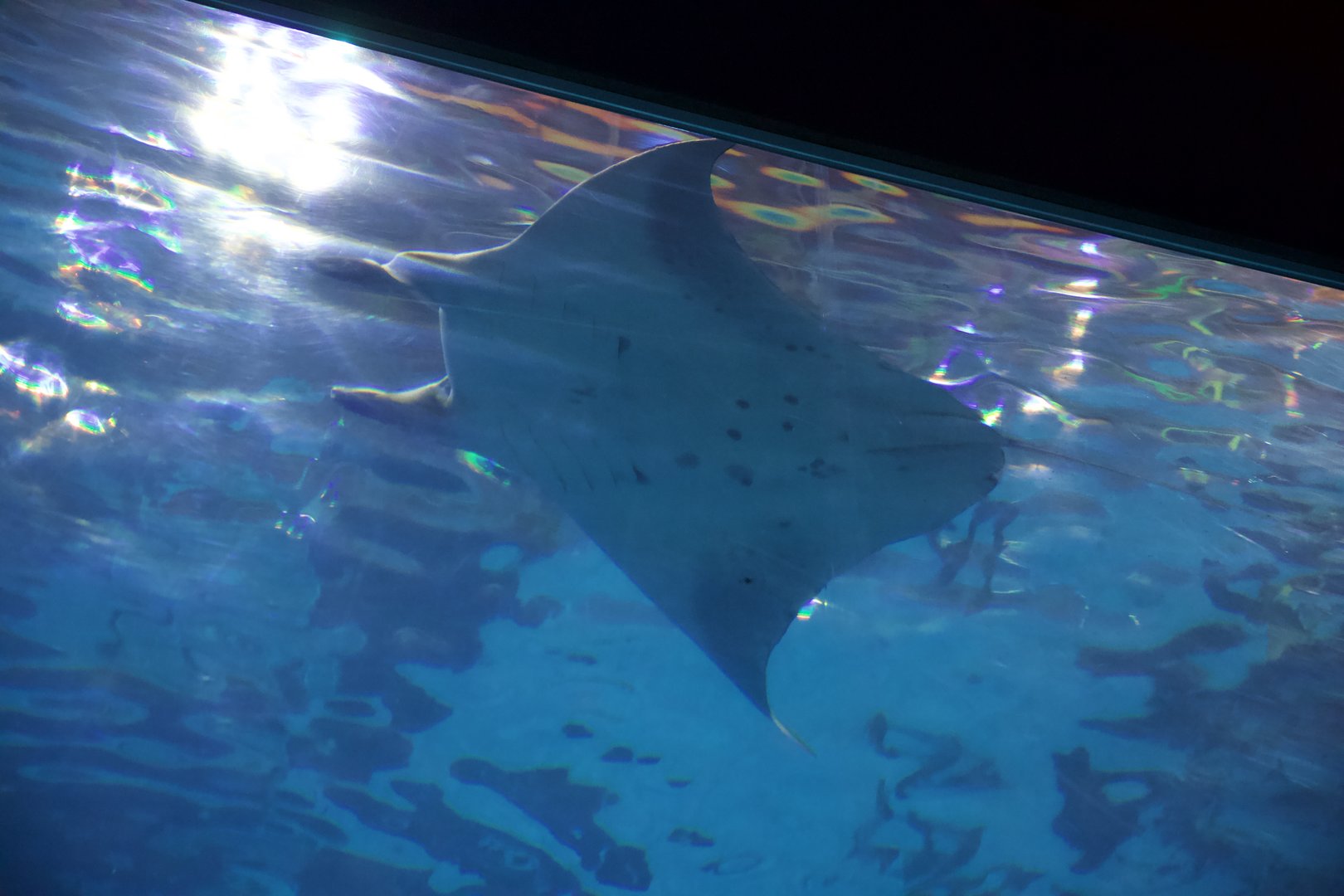 Reef Manta/ Mobula alfredi