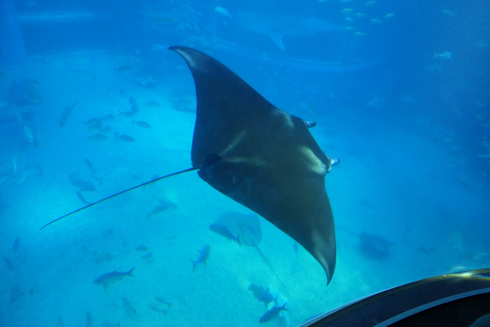 Reef Manta (Mobula alfredi)