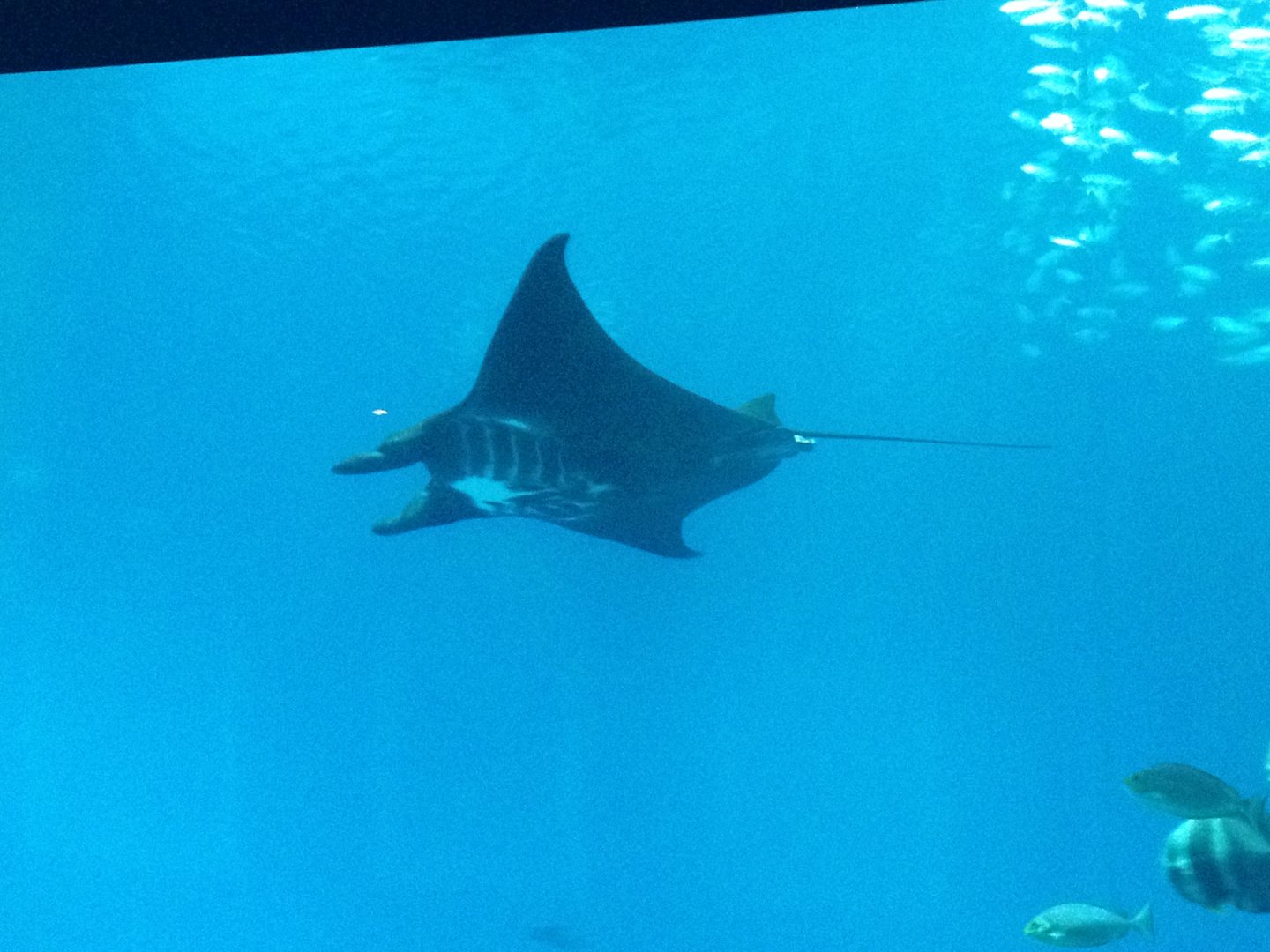Reef Manta Ray (Manta alfredi)