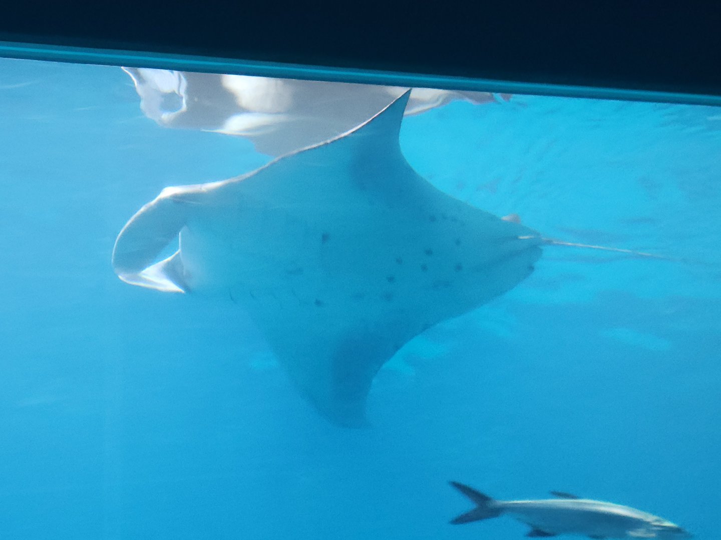 Reef Manta Ray(Mobula alfredi) december 2023
