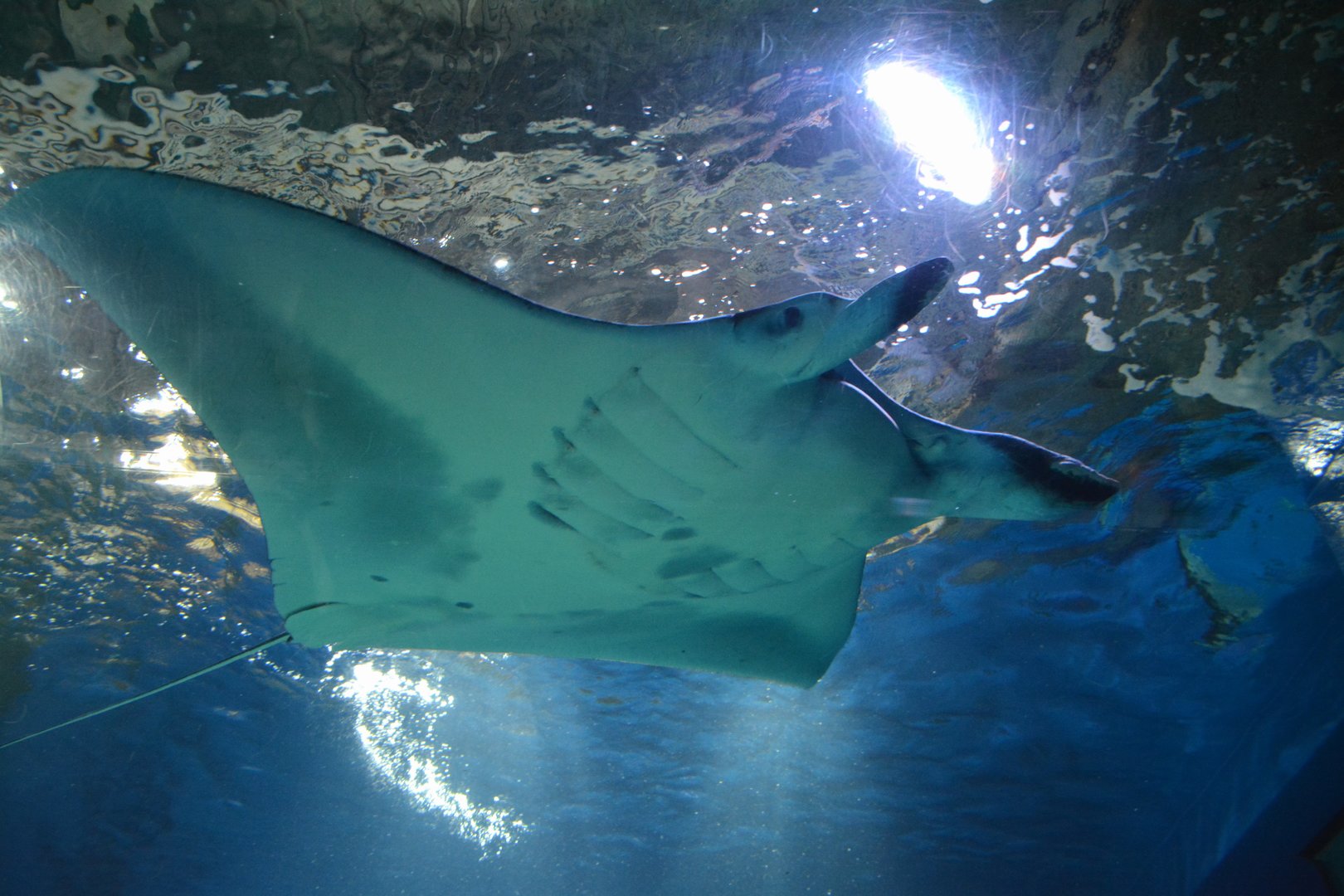 Reef manta ray (Mobula alfredi)