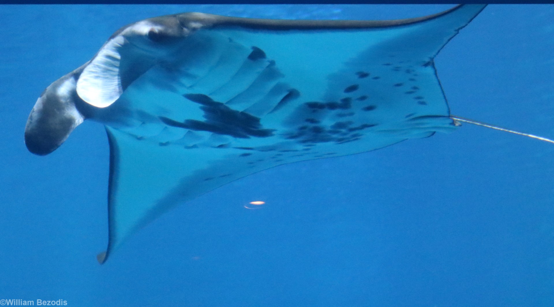Reef Manta Ray