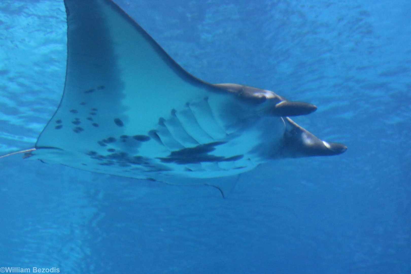 Reef Manta Ray