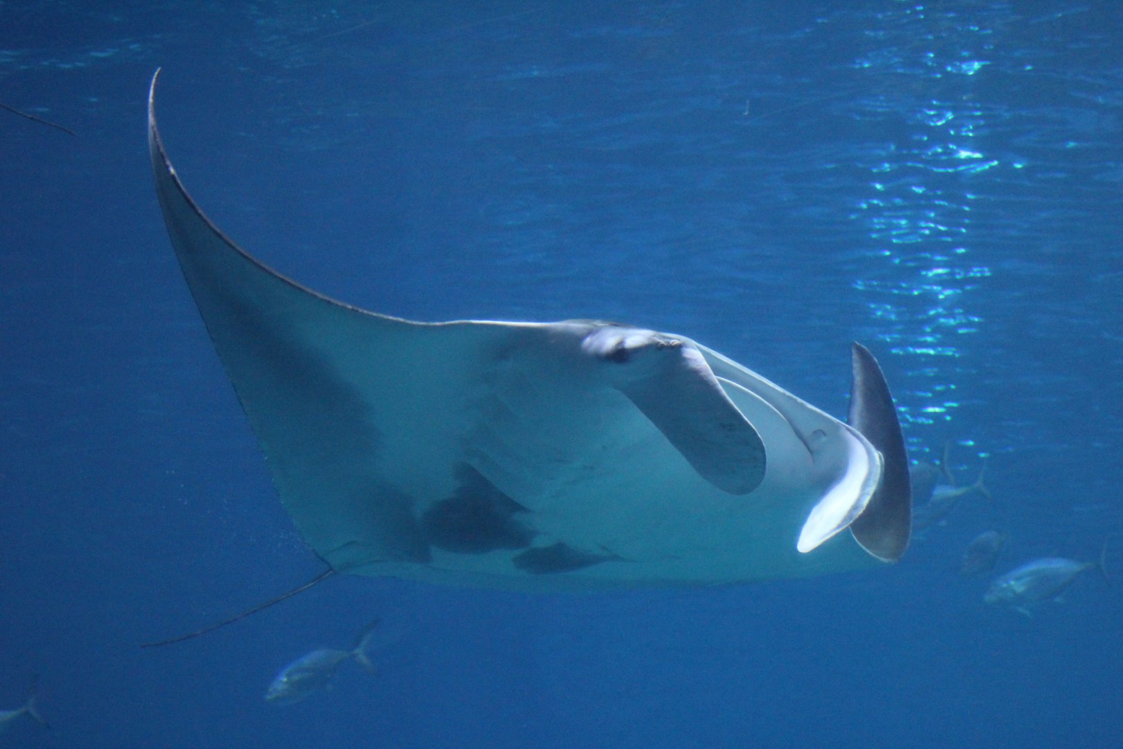 Reef Manta Ray