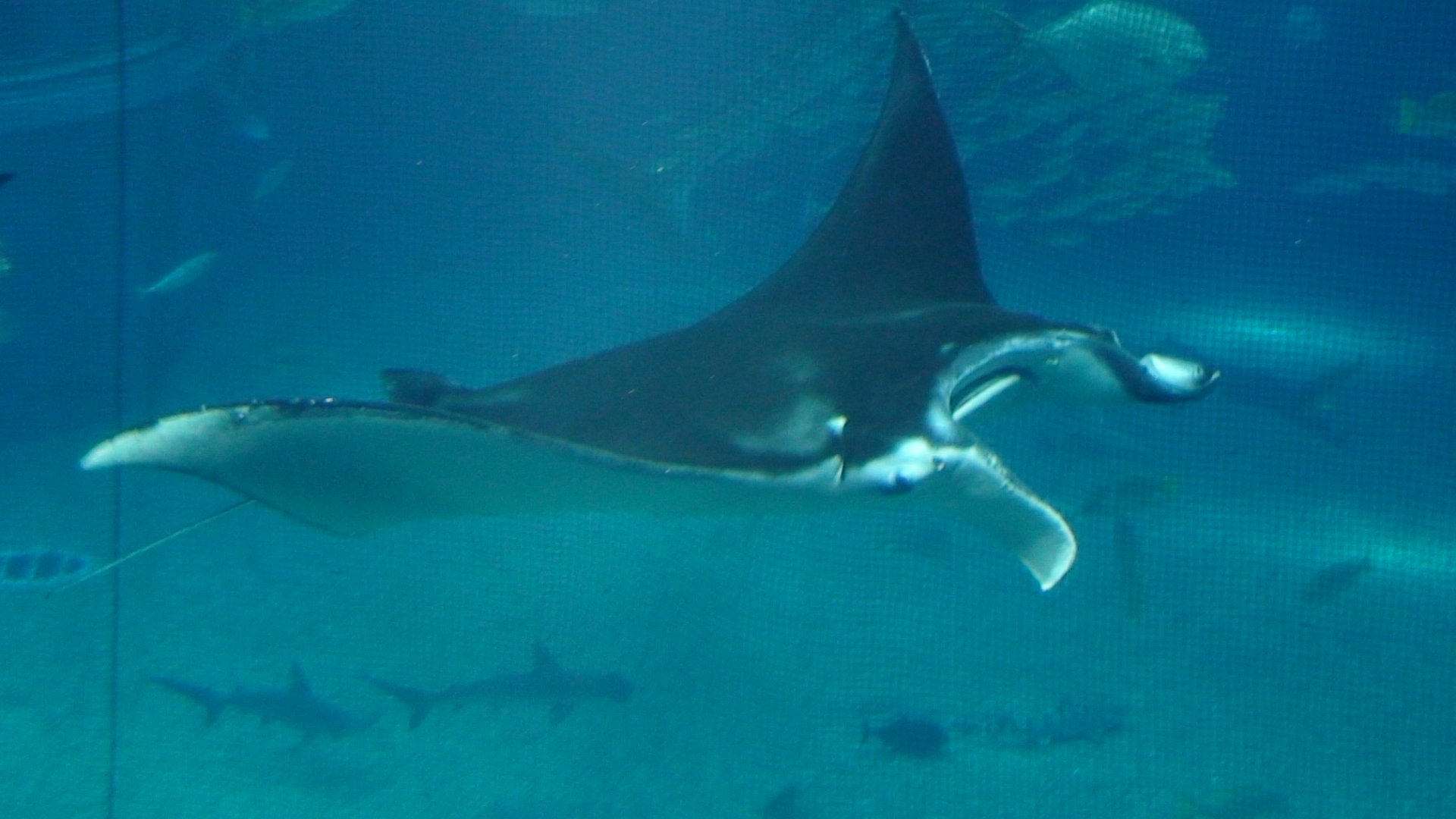 Reef Manta Ray