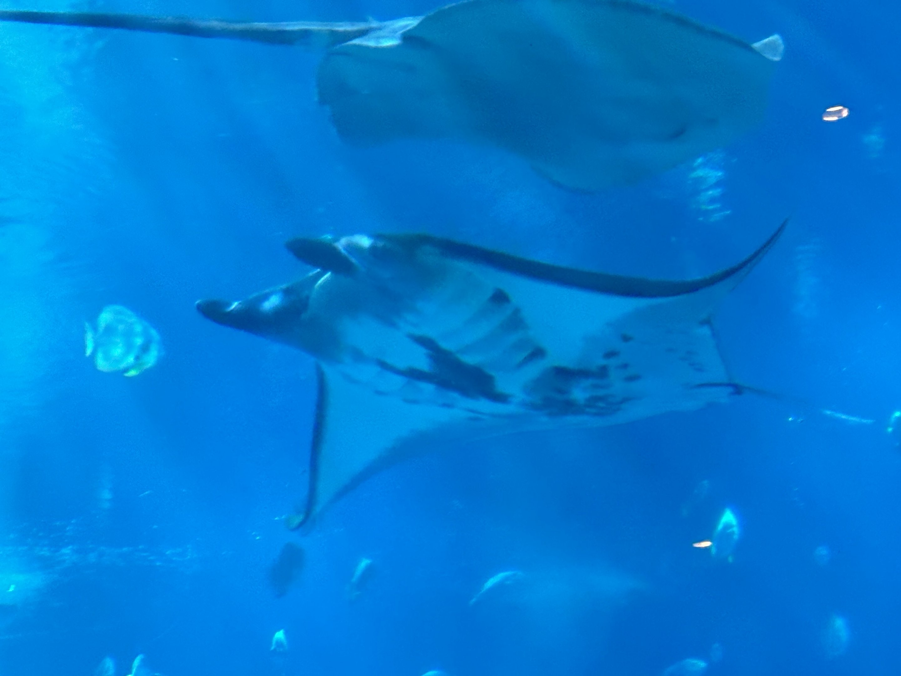 Reef Manta Ray