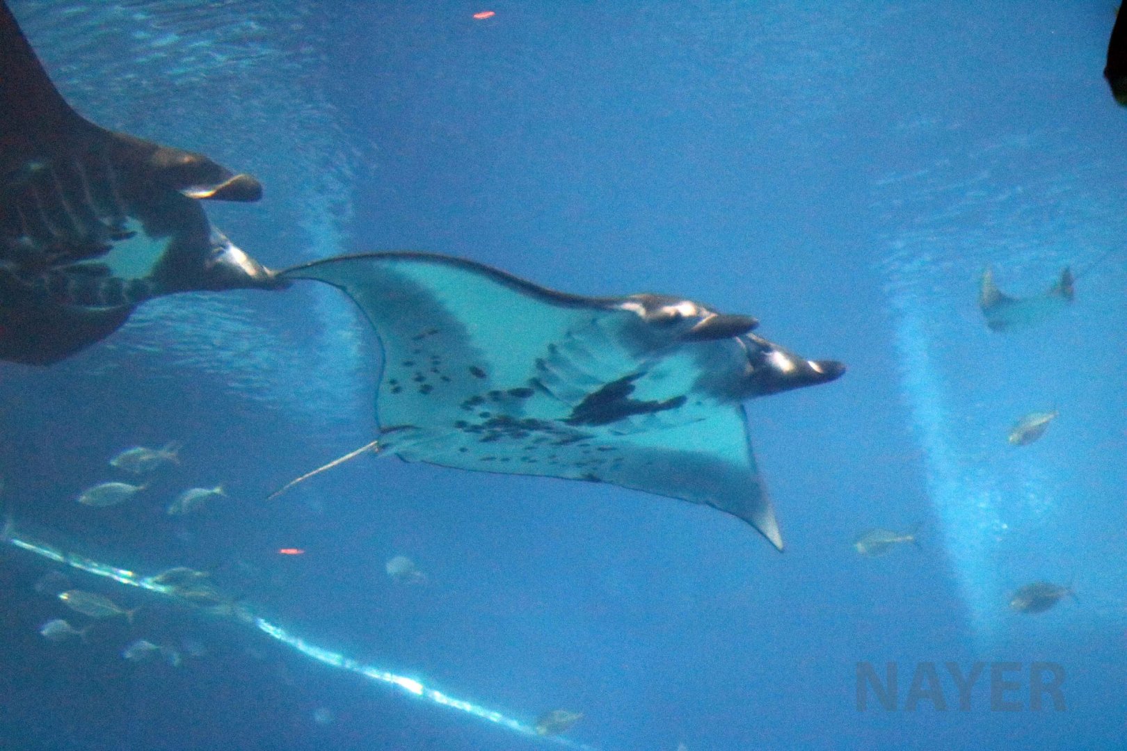 Reef mantas, July 2016