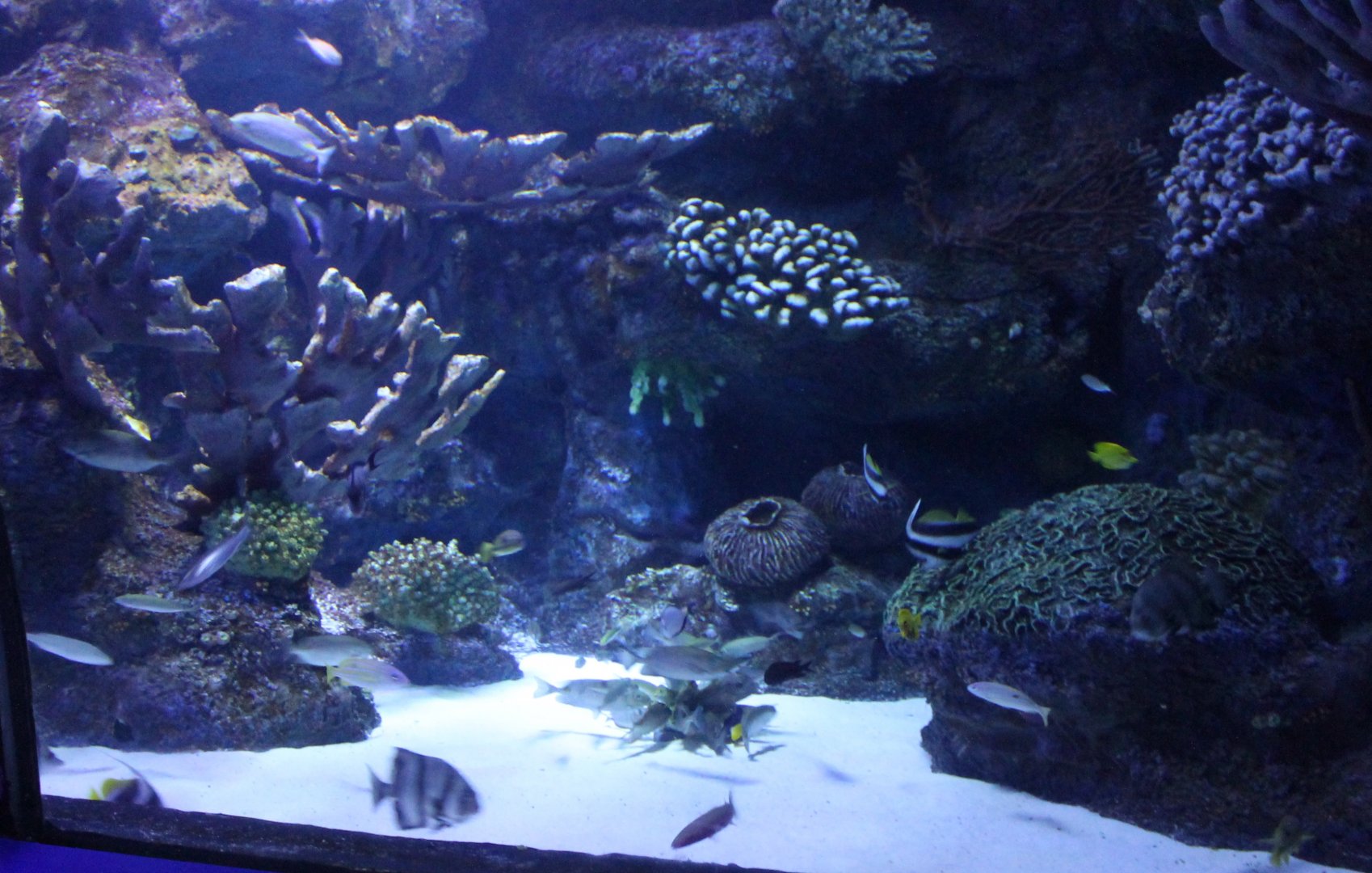 Reef-part of the Tunnel-aquarium