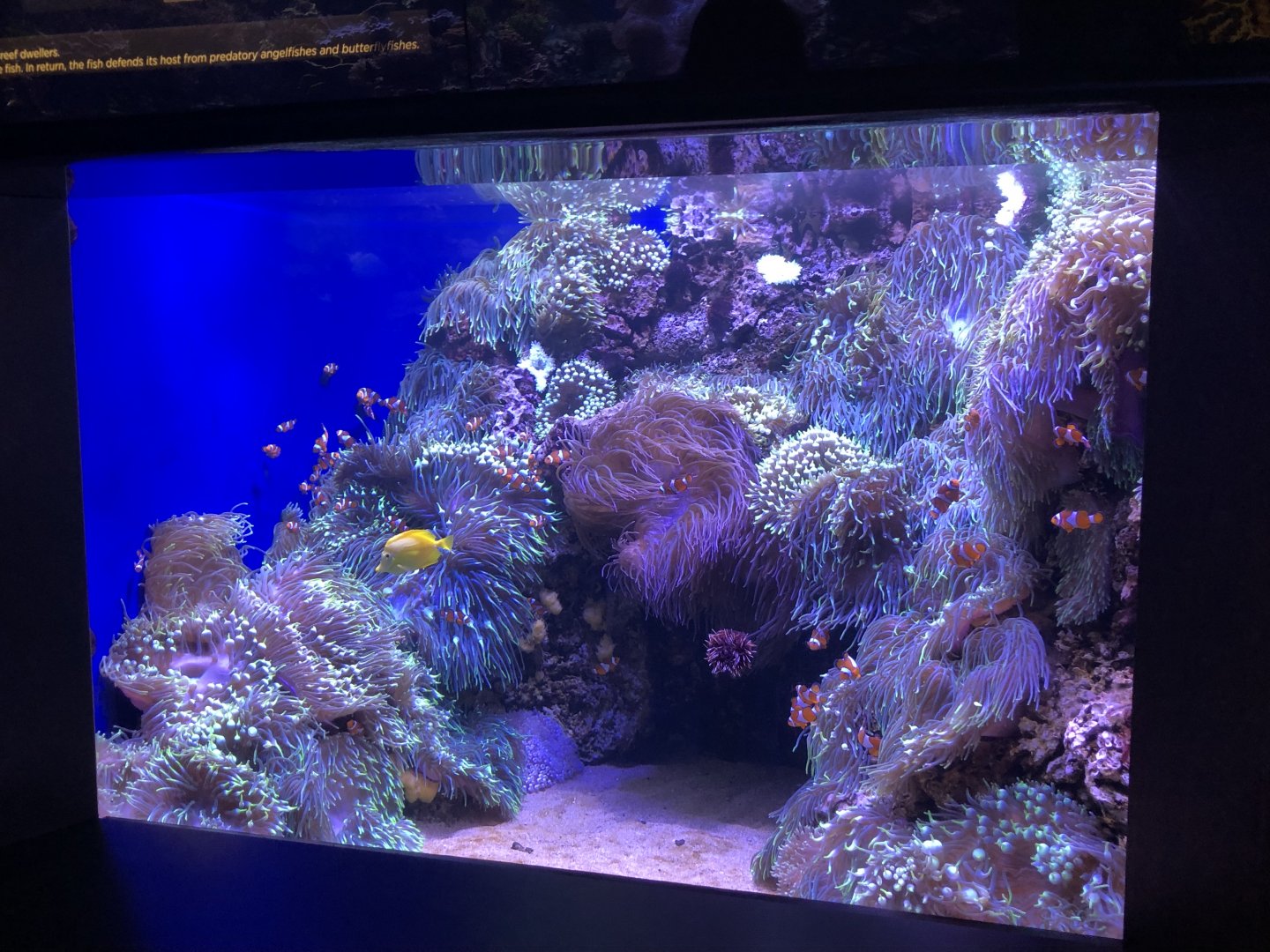 "Reef Relationships" Tank