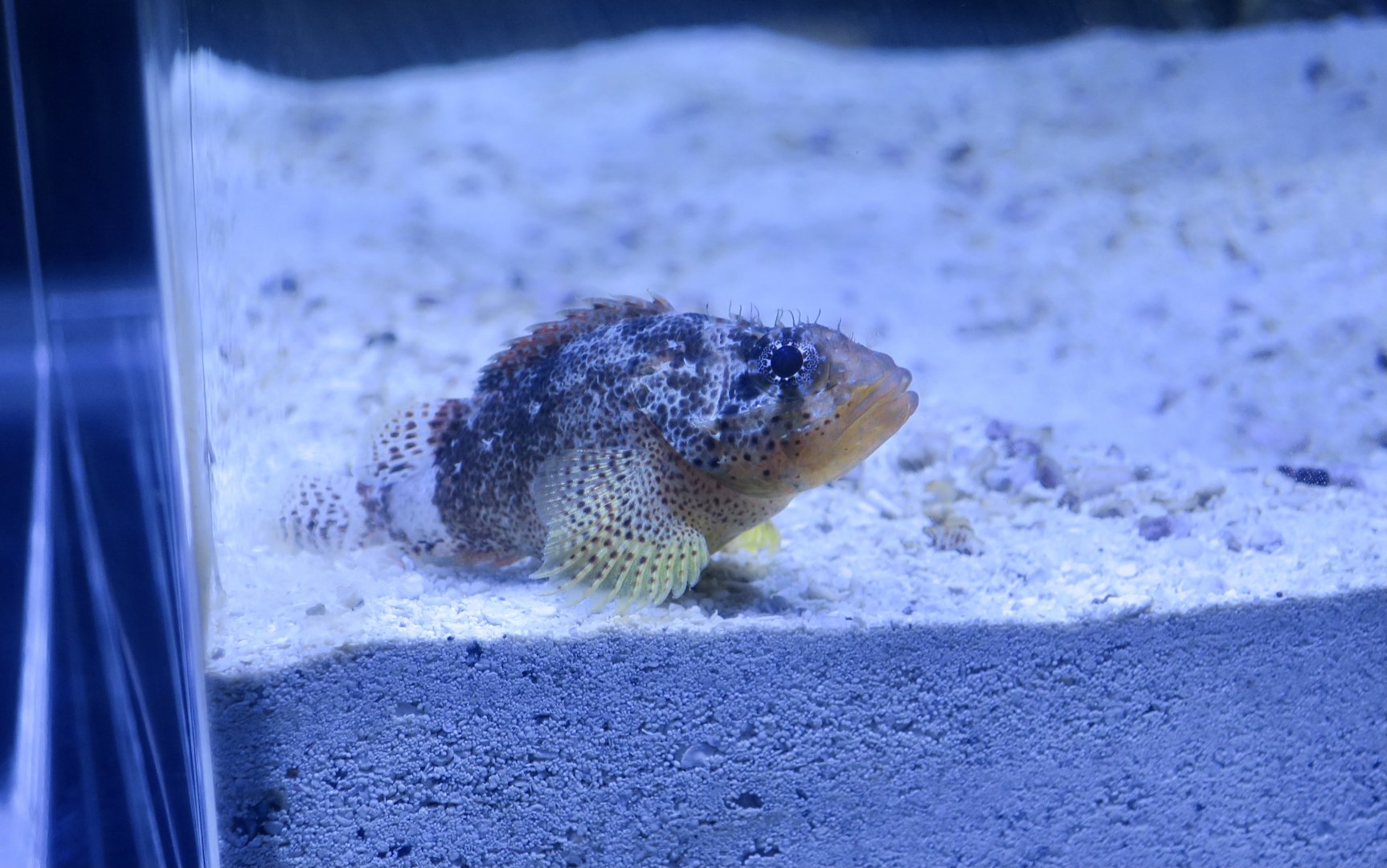 Reef Scorpionfish (Scorpaenodes caribbaeus)