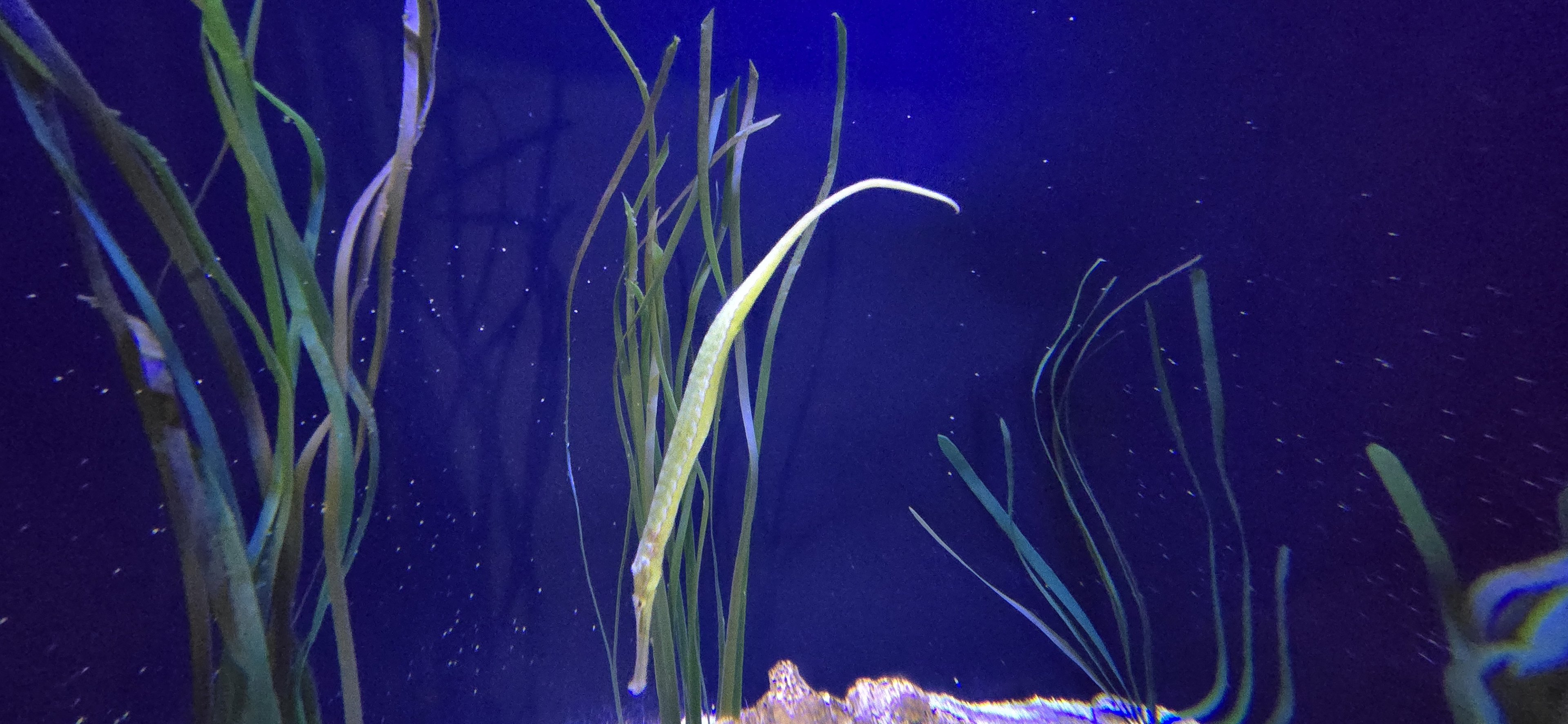 Reef Secrets - Alligator pipefish