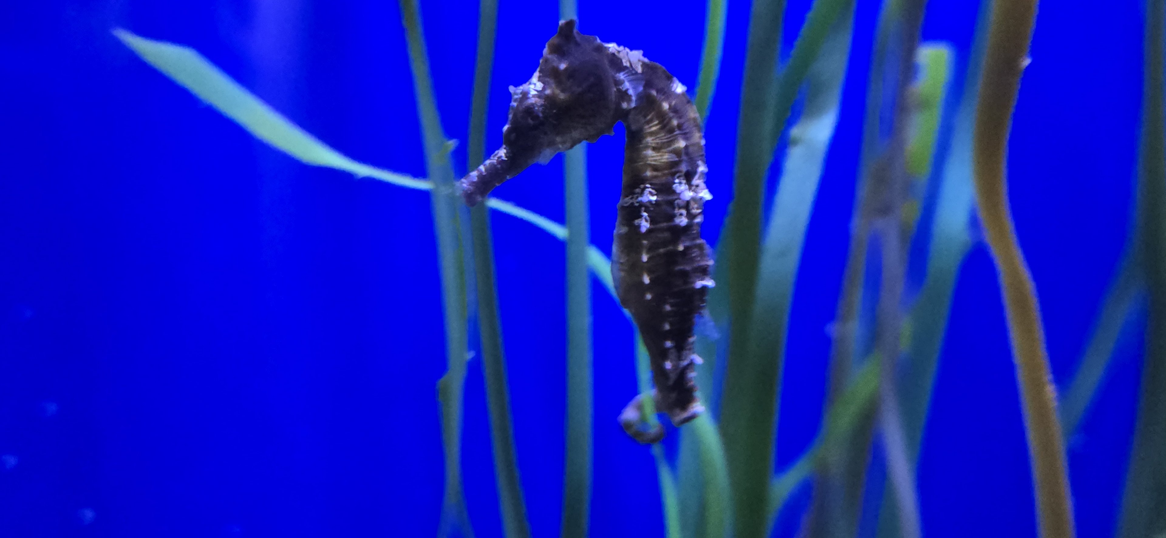 Reef Secrets - Lined seahorse