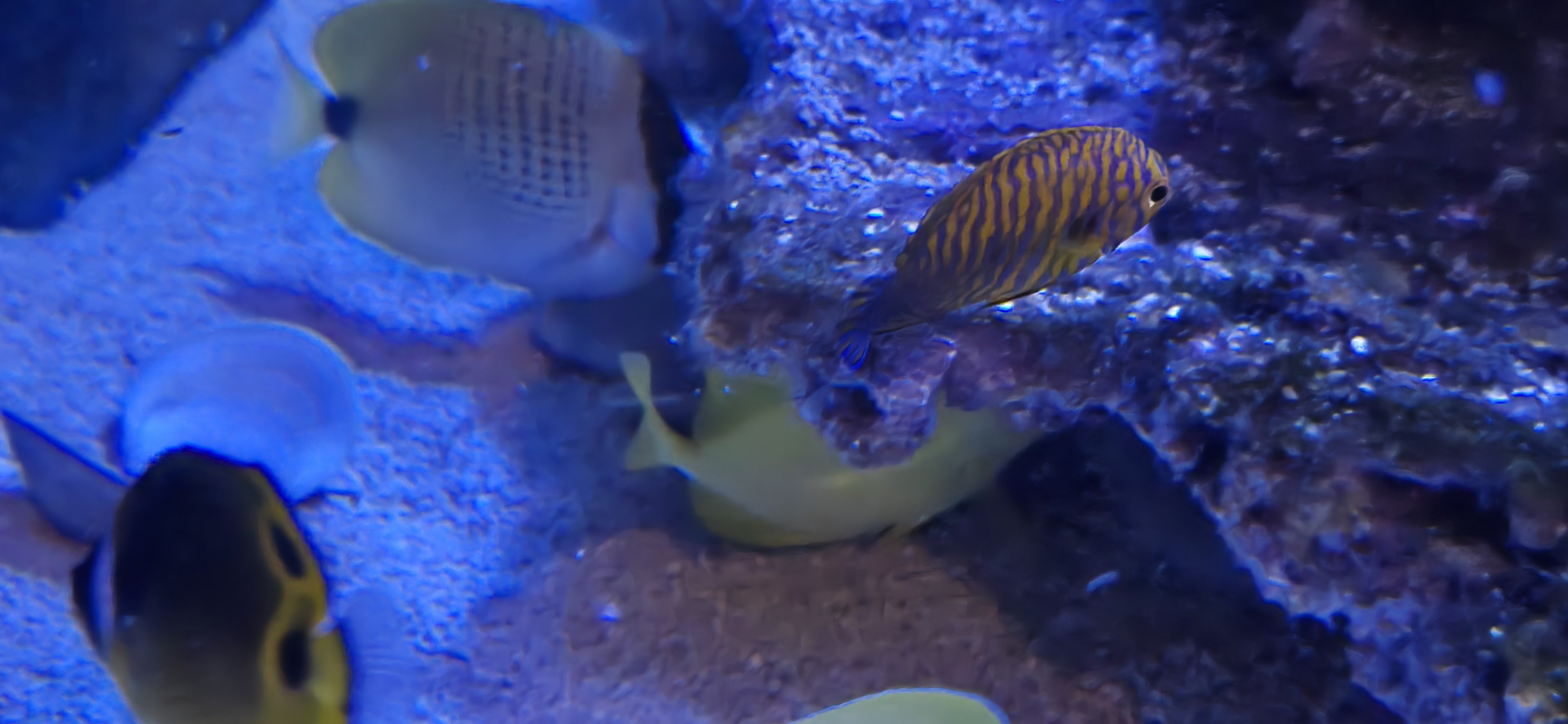 Reef Secrets - Millletseed butterflyfish, Potter's angelfish, Raccoon butterflyfish, yellow tang