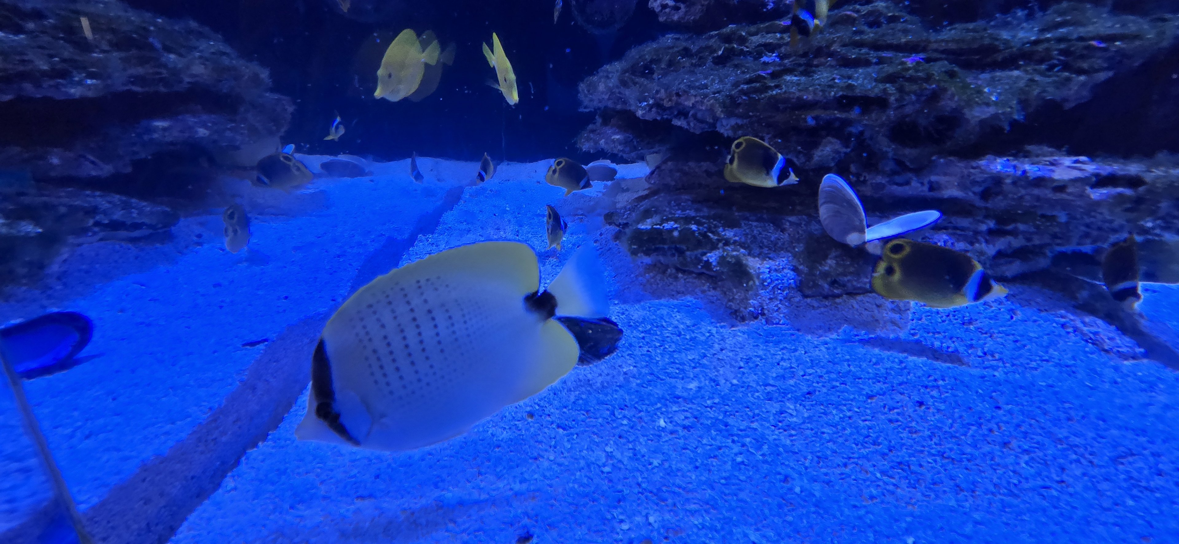 Reef Secrets - Millletseed butterflyfish, Raccoon butterflyfish,yellow tang