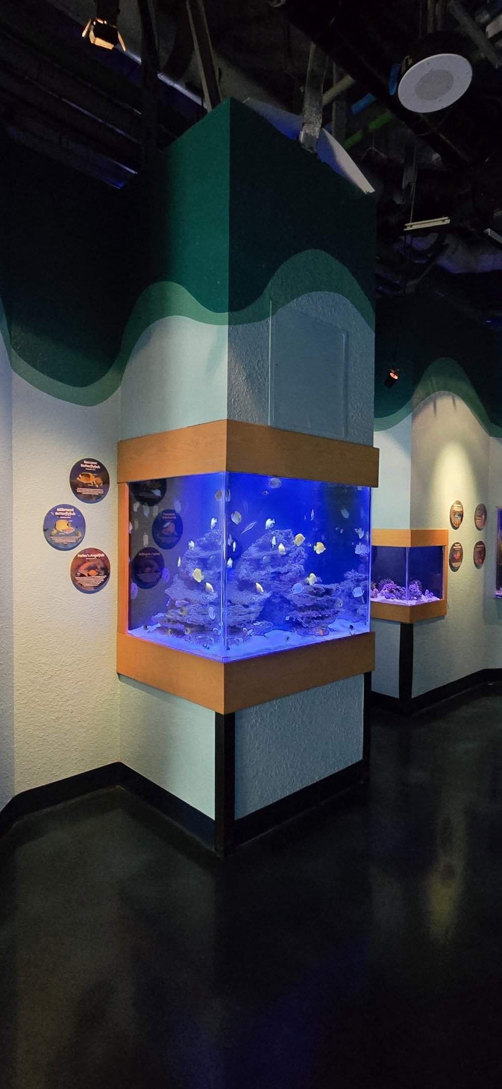 Reef Secrets -  New tanks (millletseed butterflyfish, Raccoon butterflyfish, potter's angelfish, yellow tang, flame angelfish)