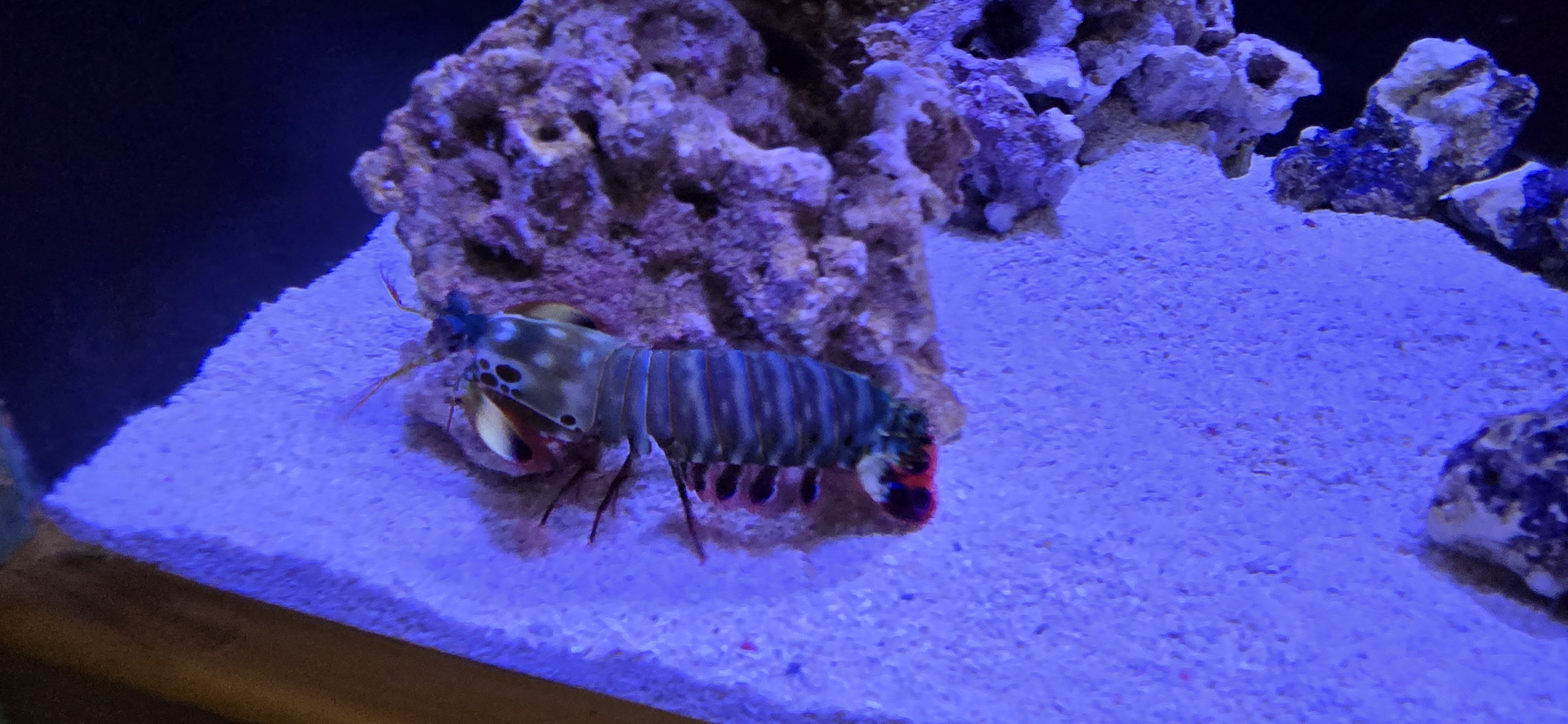 Reef Secrets - Peacock mantis shrimp