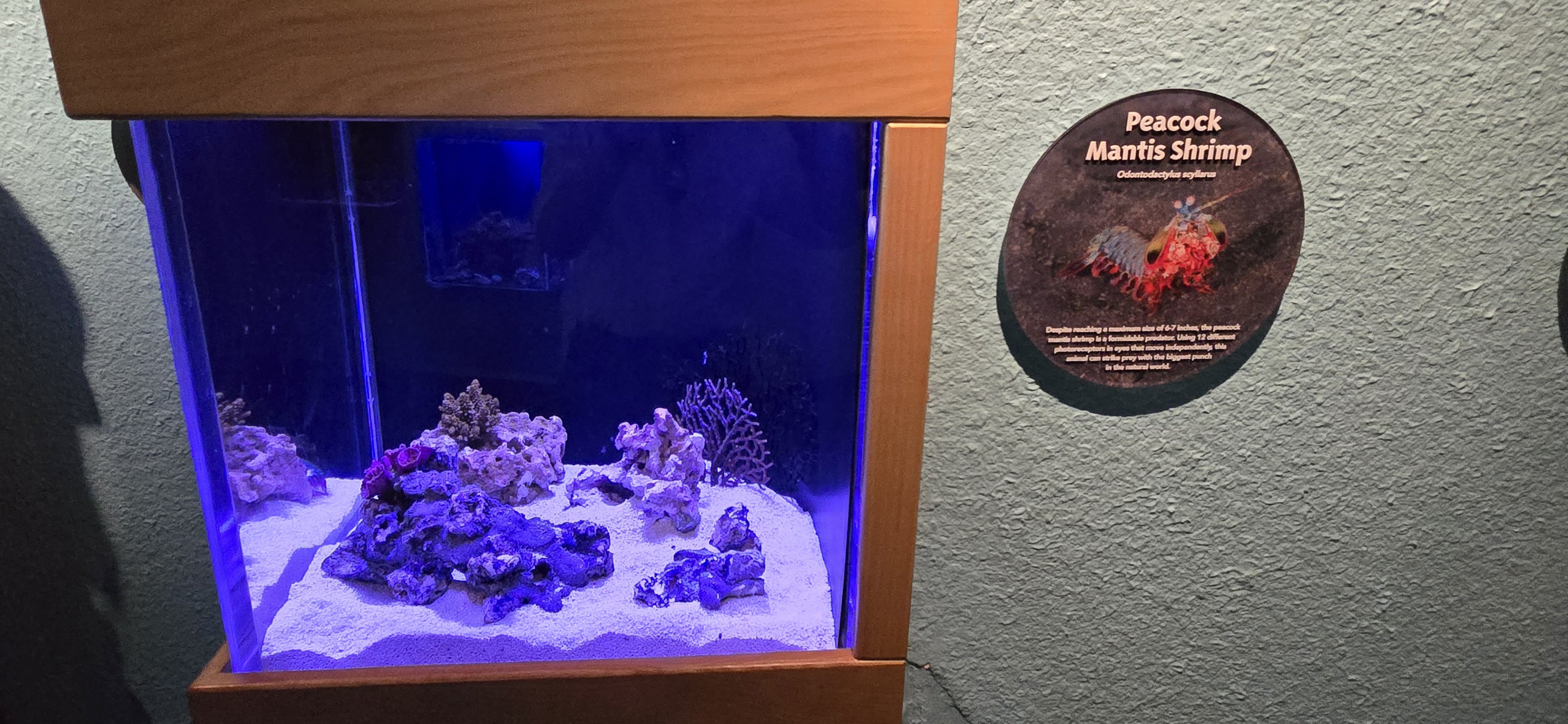 Reef Secrets - Peacock mantis shrimp