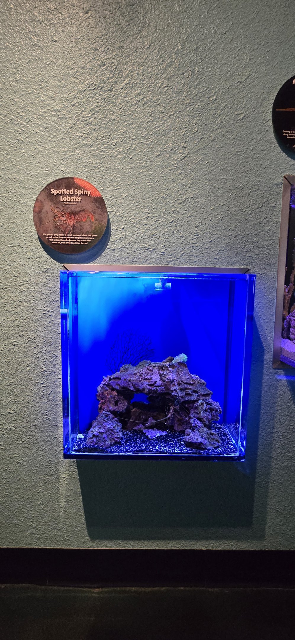 Reef Secrets - spotted spiny lobster