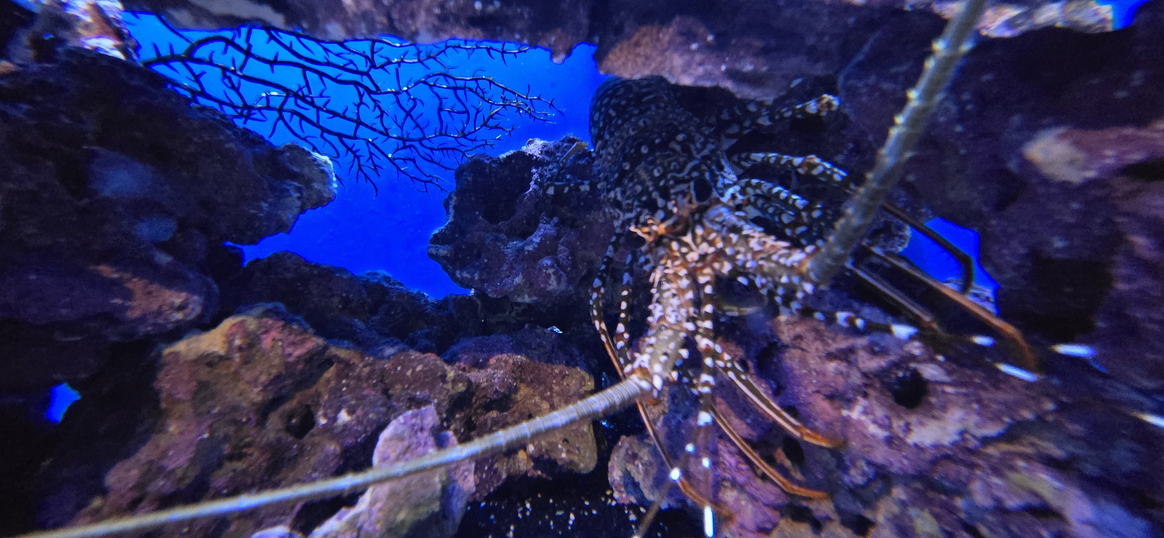 Reef Secrets - spotted spiny lobster