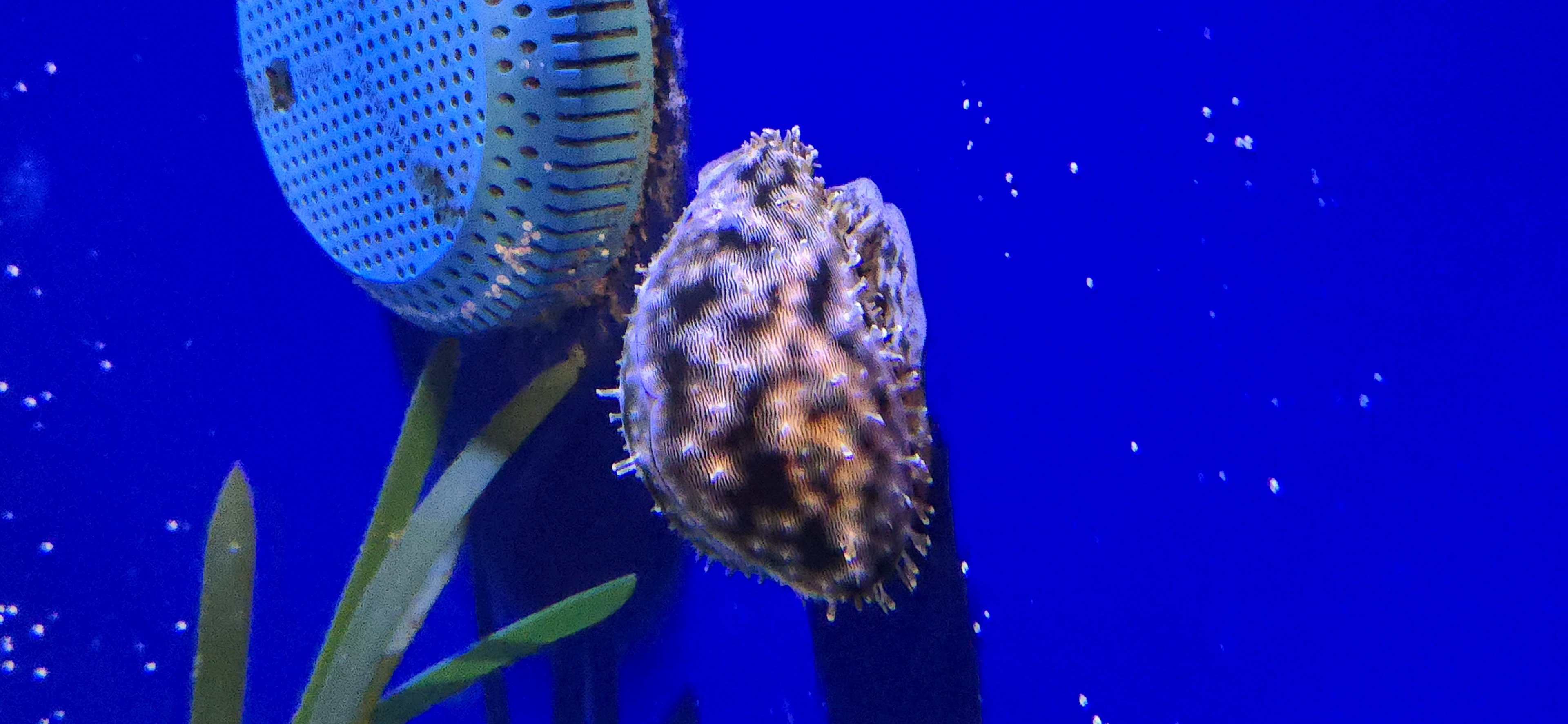 Reef Secrets - Tiger Cowrie