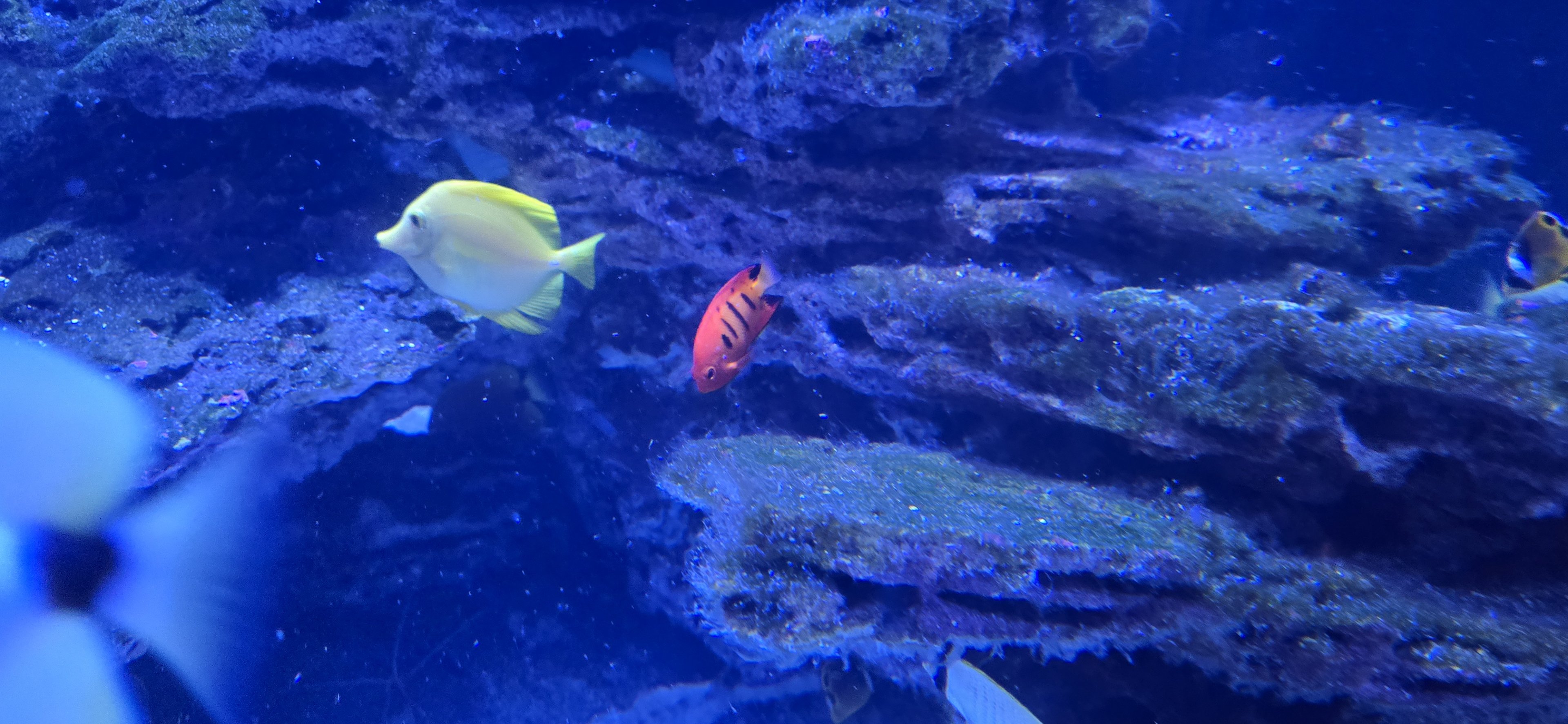 Reef Secrets -  Yellow tang, flame angelfish