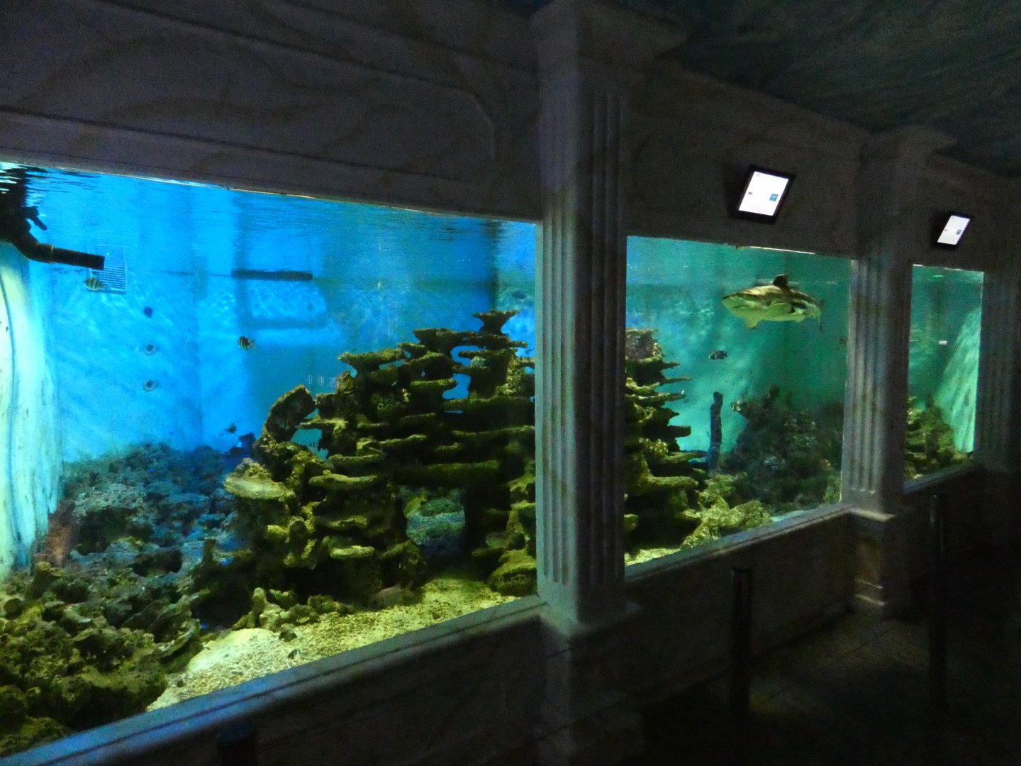 Reef shark aquarium
