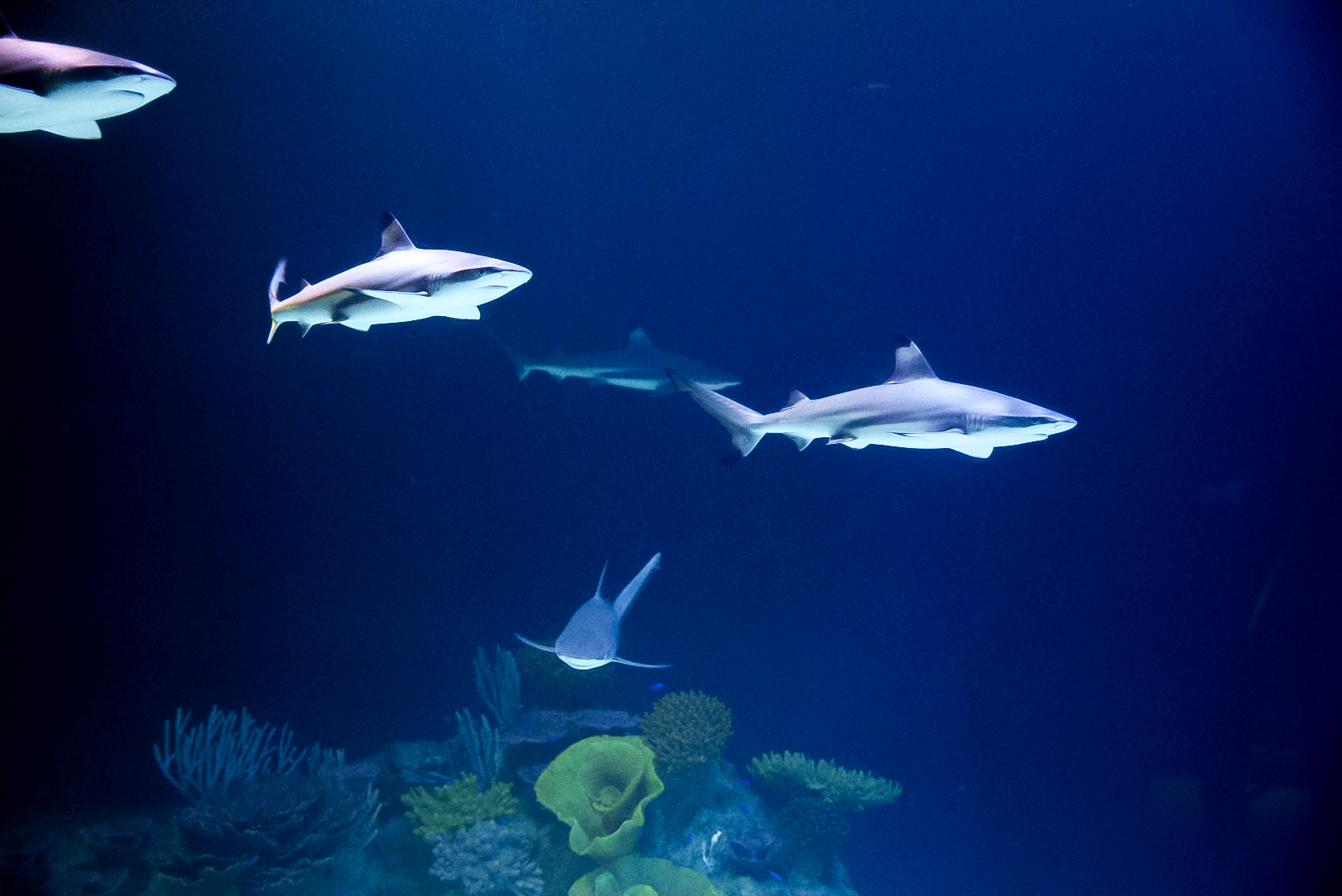 Reef Shark pack