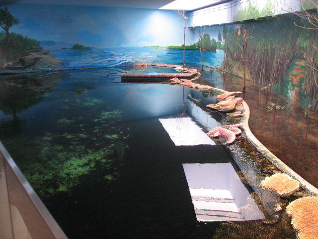 Reef shark pool in India House