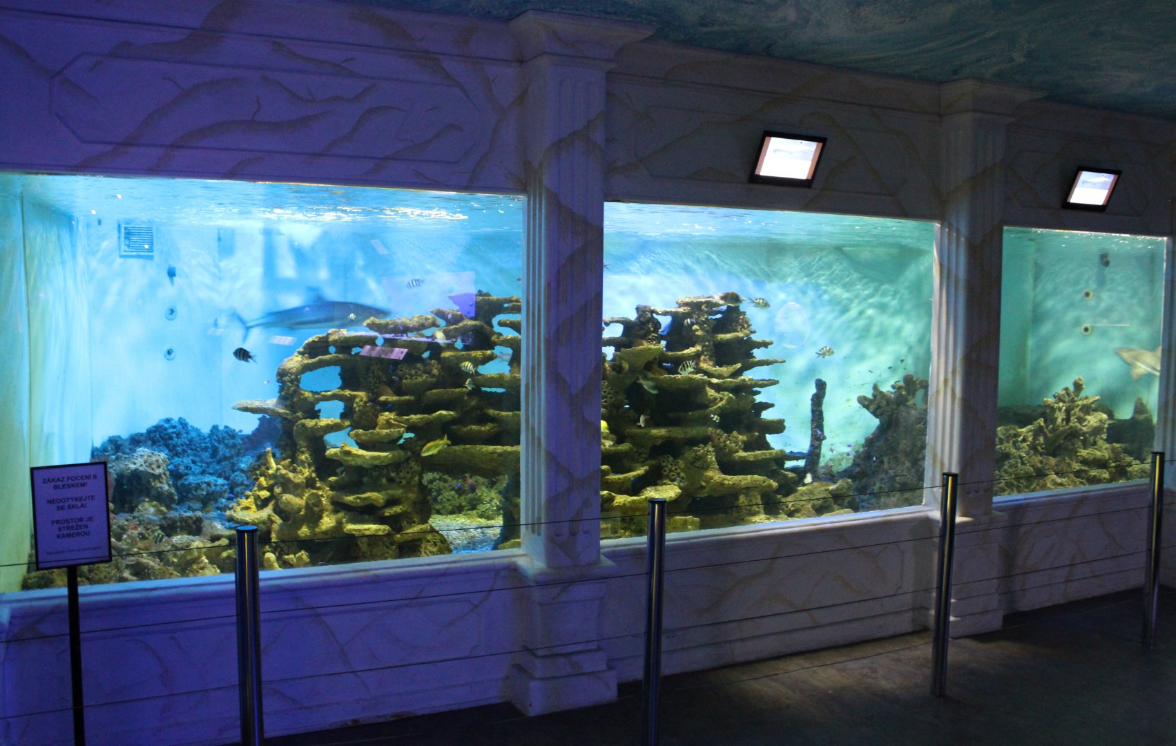 Reef shark tank