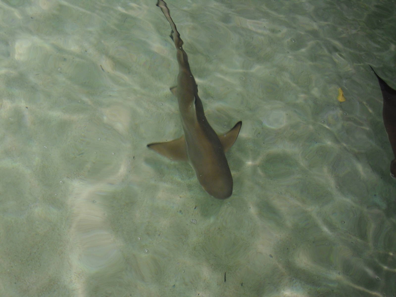 Reef Shark (White tip?)