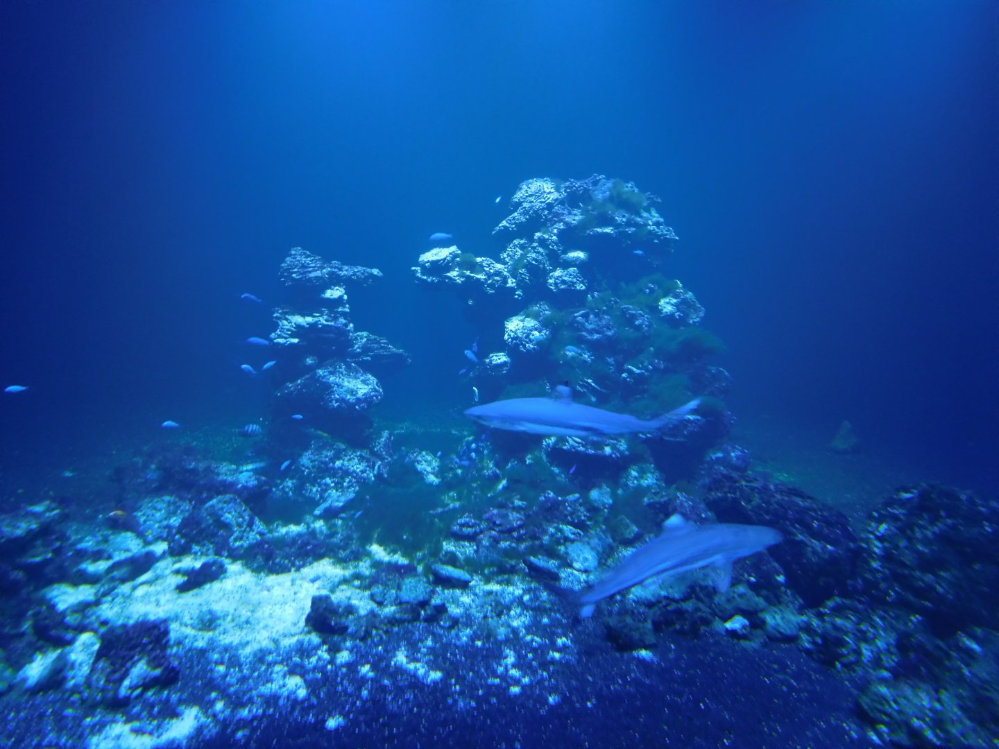 Reef sharks