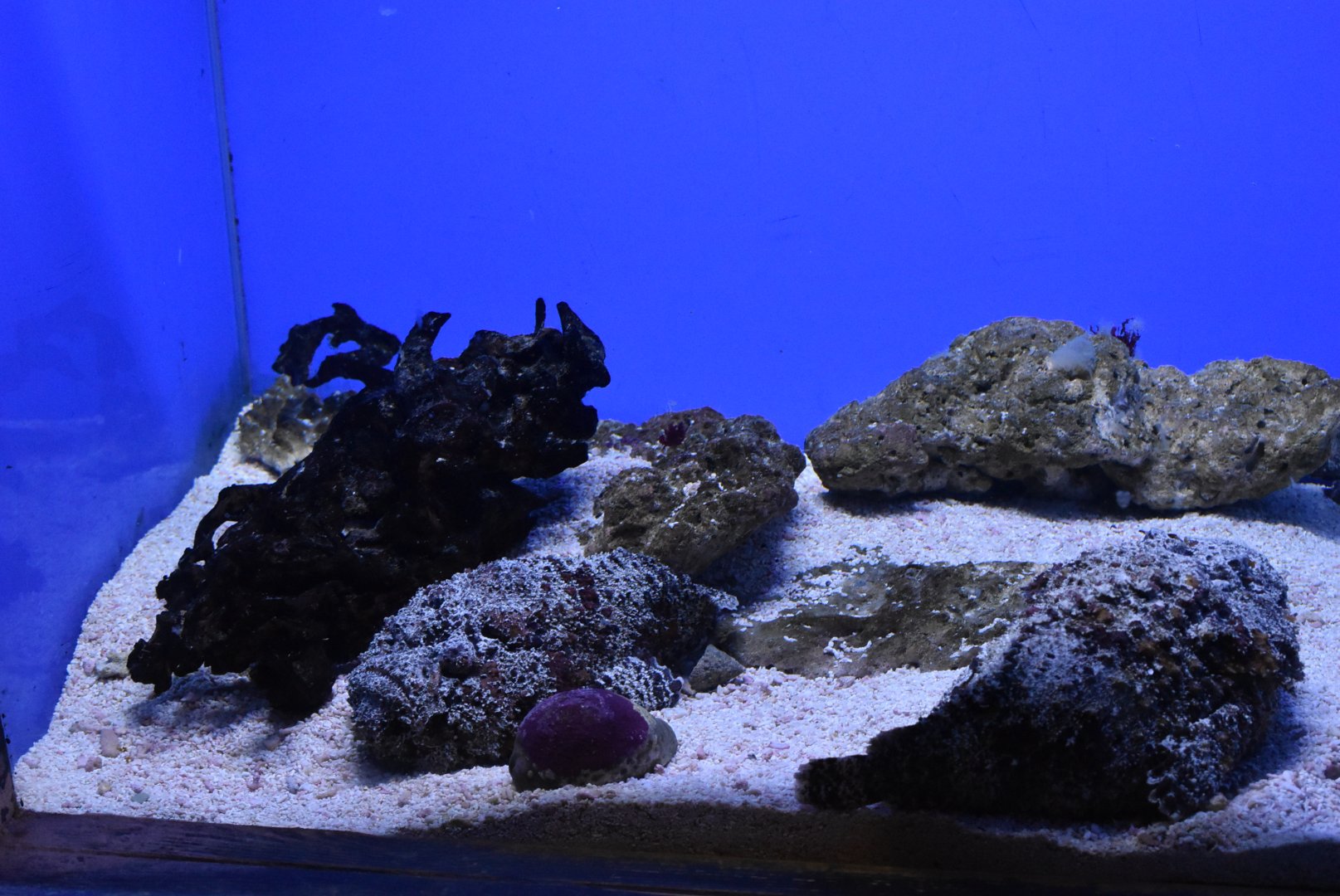 Reef Stonefish（Synanceia verrucosa）