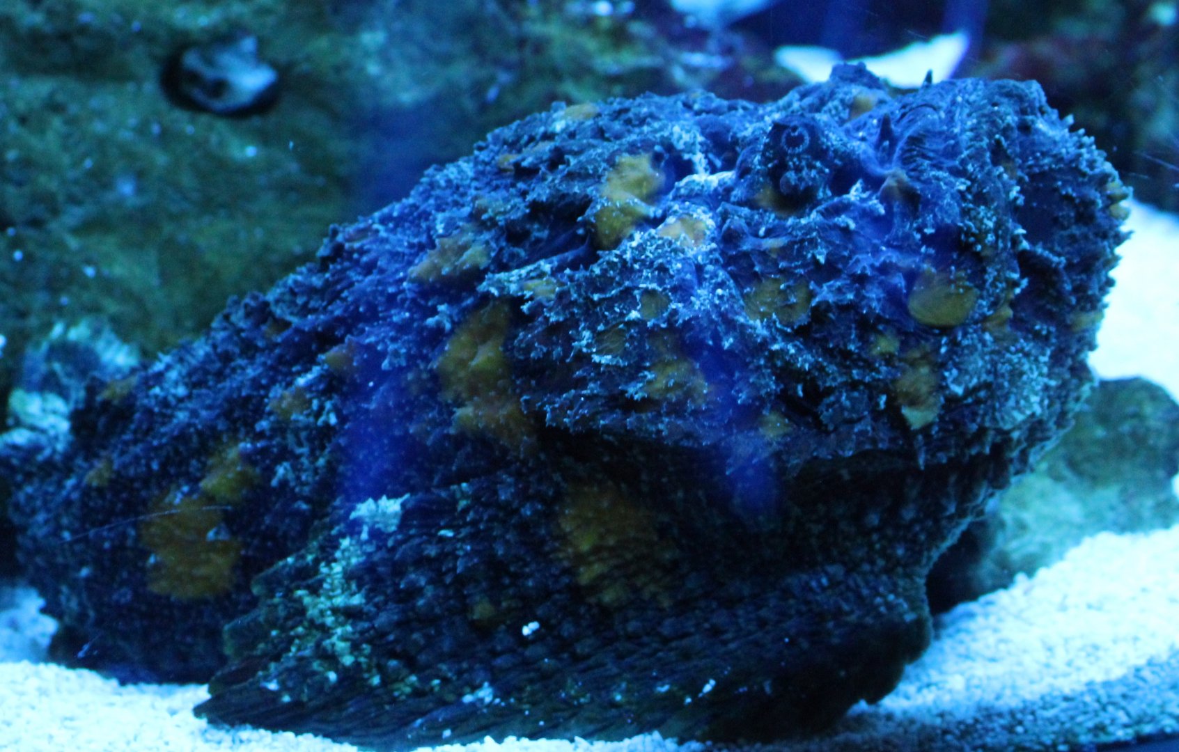 Reef stonefish - Synanceia verrucosa