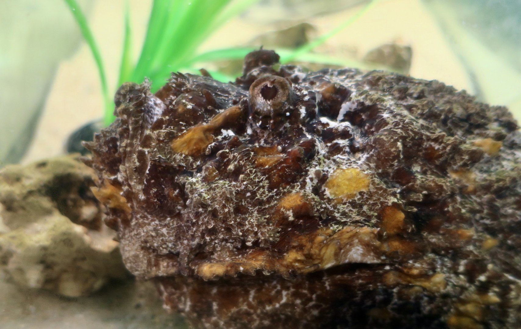 Reef Stonefish (Synanceia verrucosa)