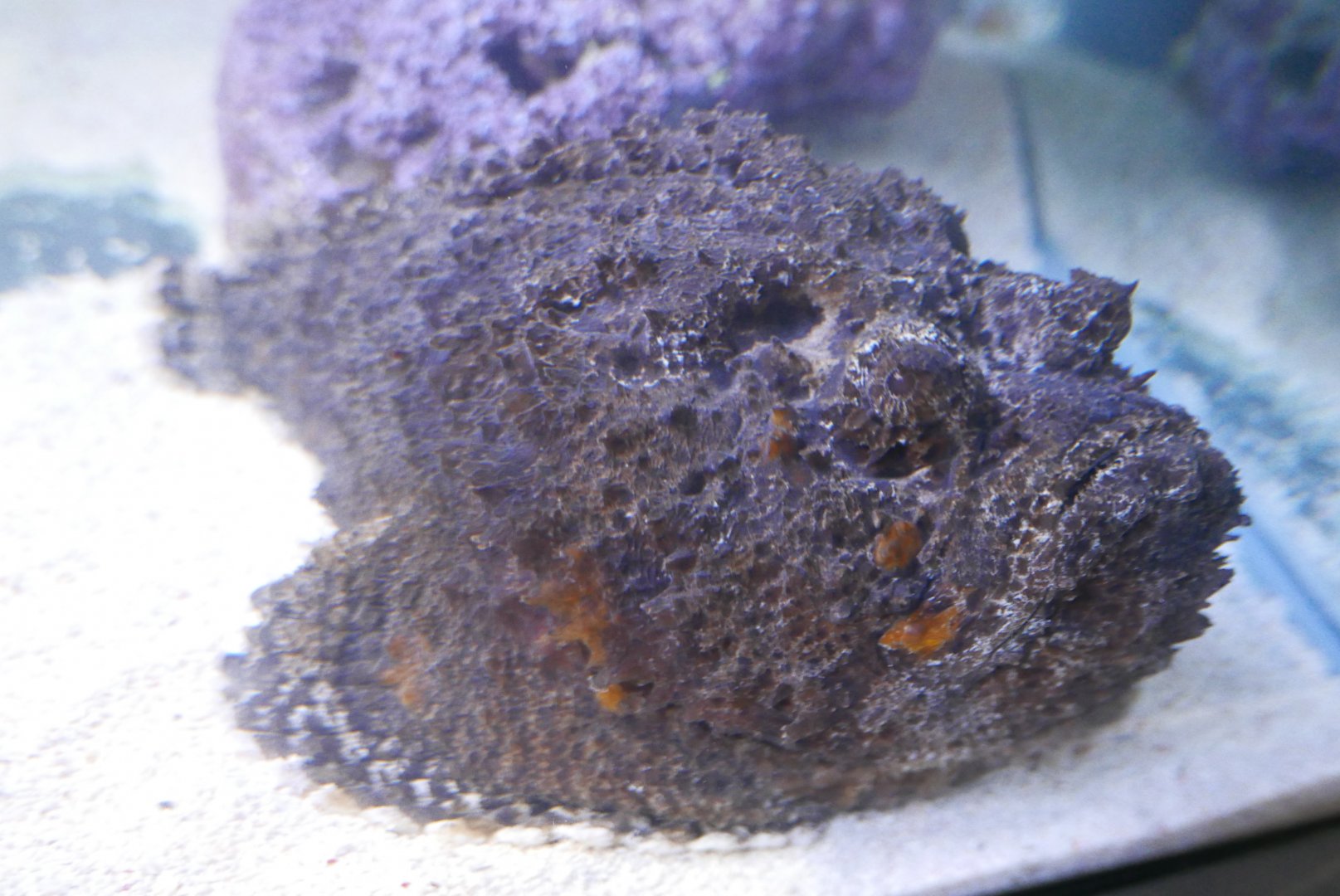 Reef Stonefish