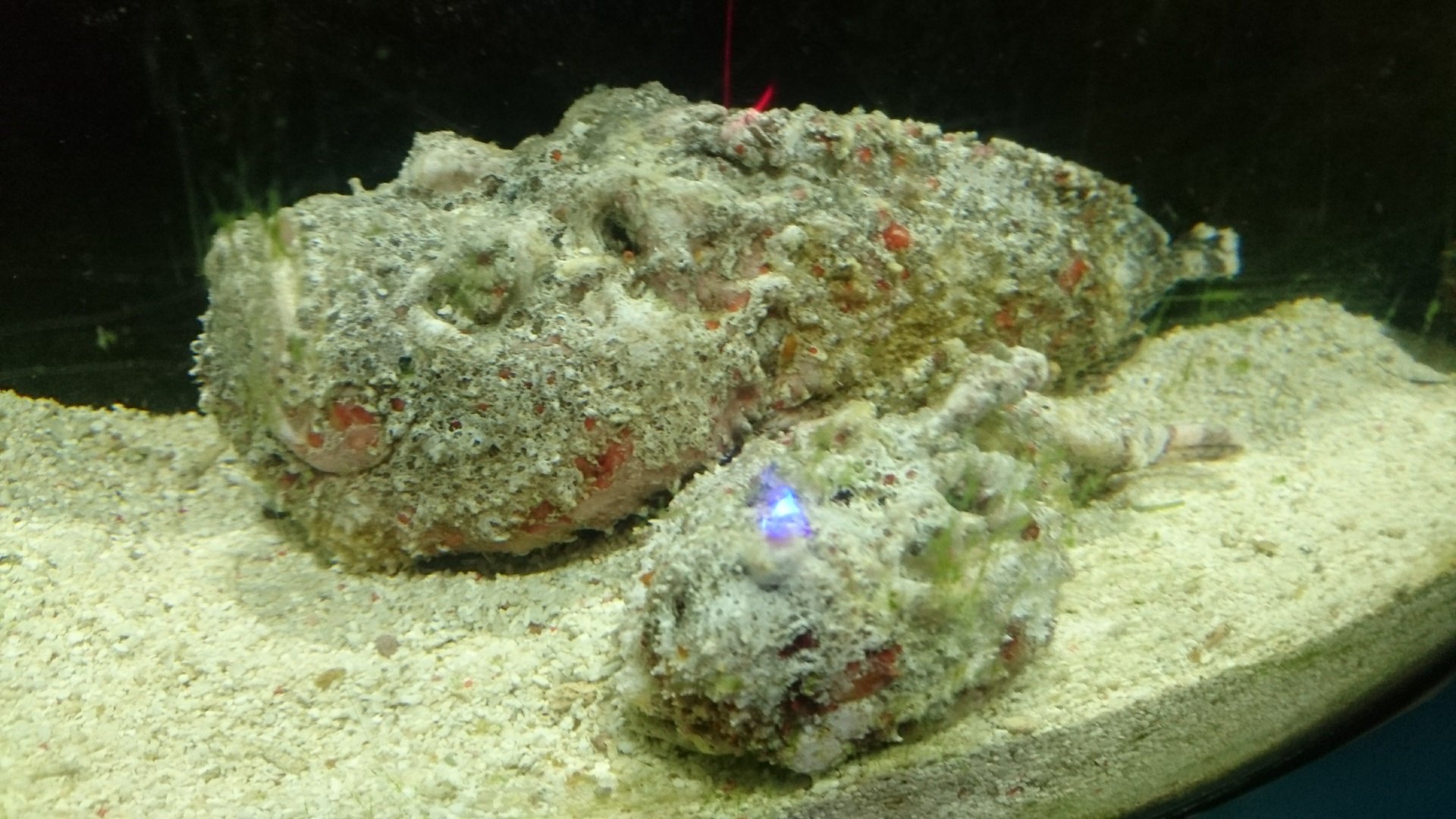 Reef Stonefish
