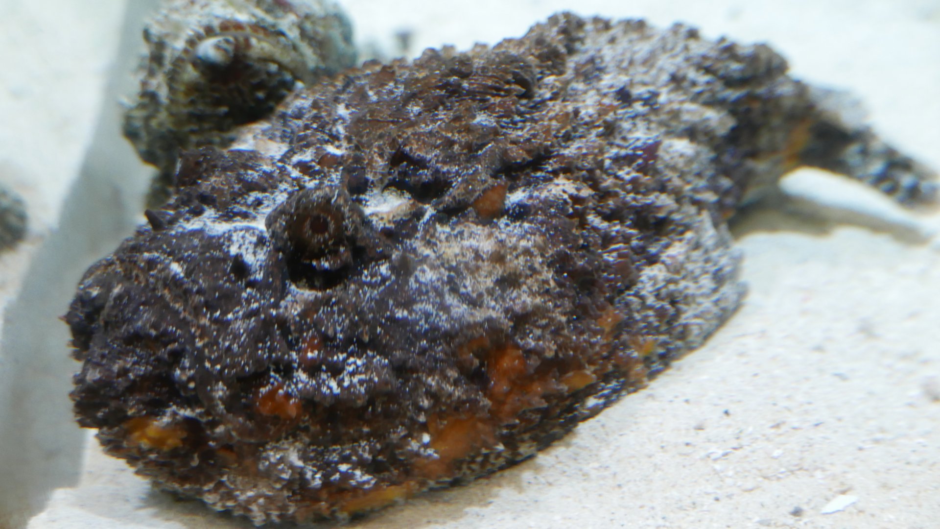 Reef Stonefish