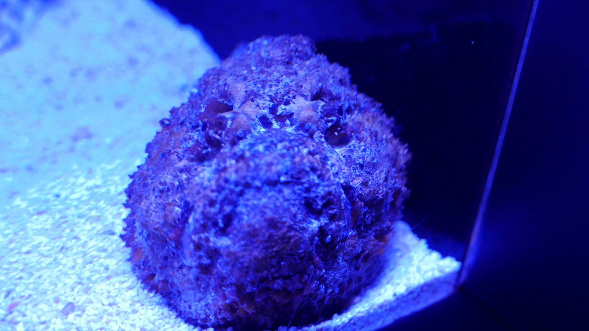 Reef Stonefish