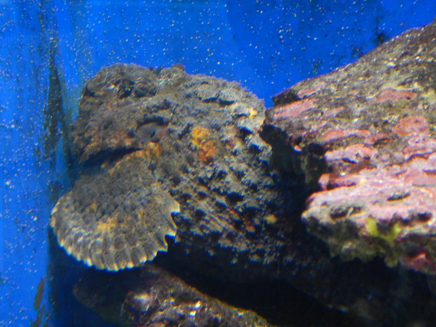 Reef Stonefish