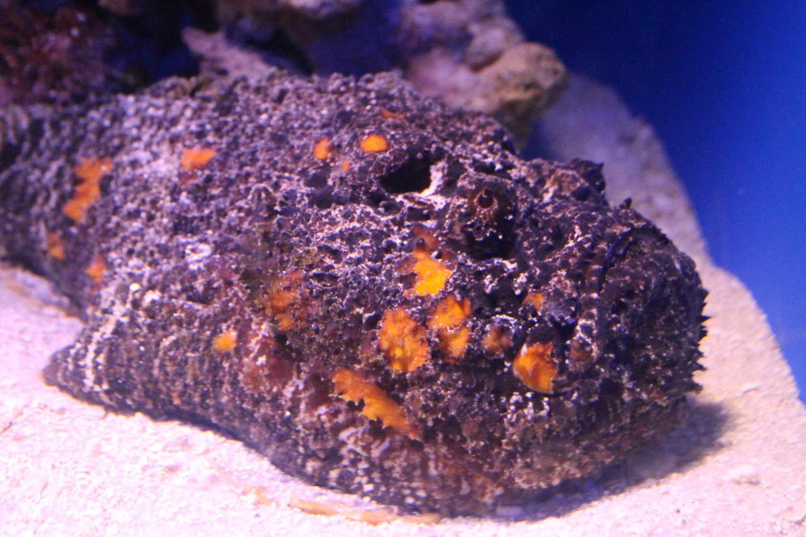 Reef Stonefish