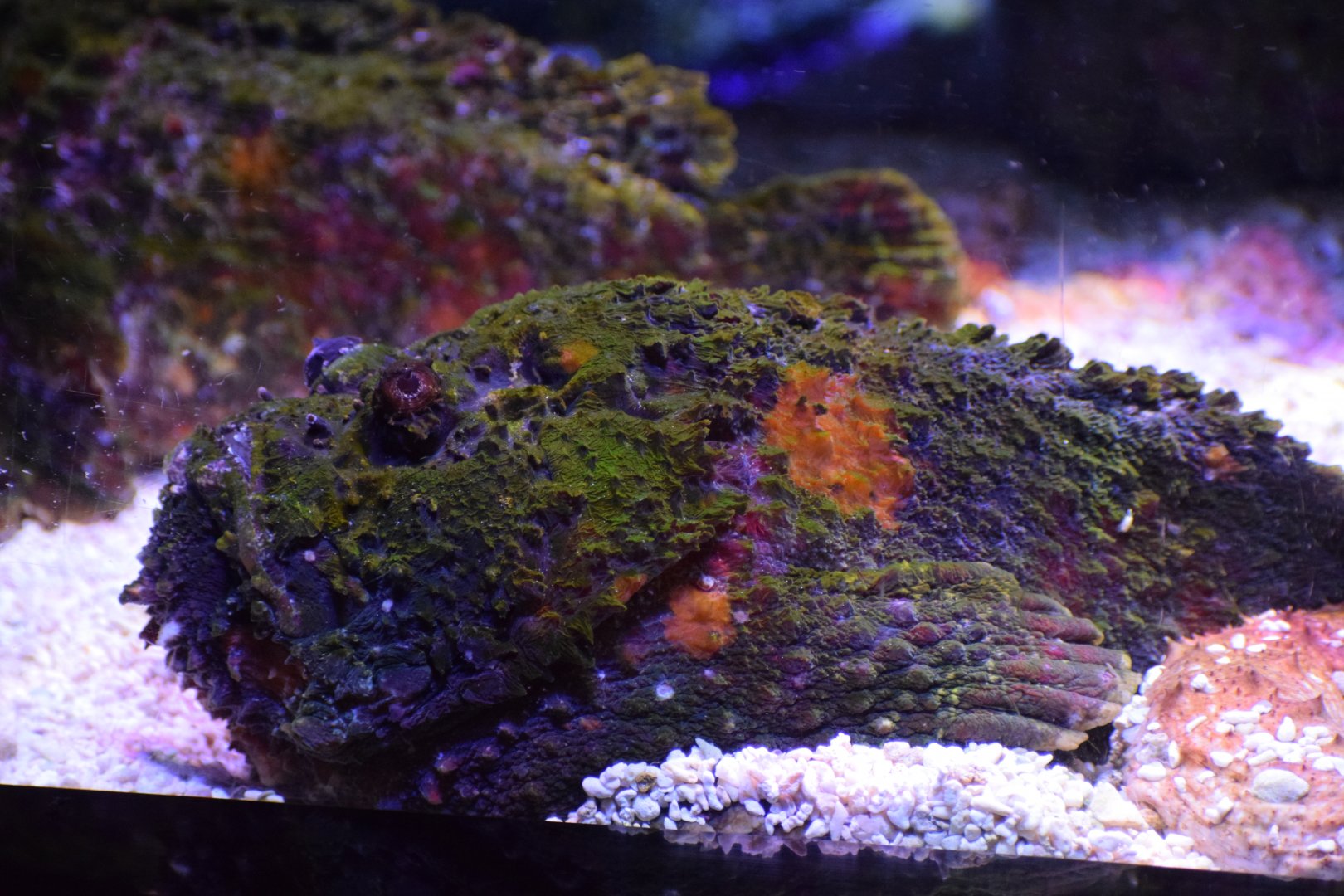 Reef stonefish