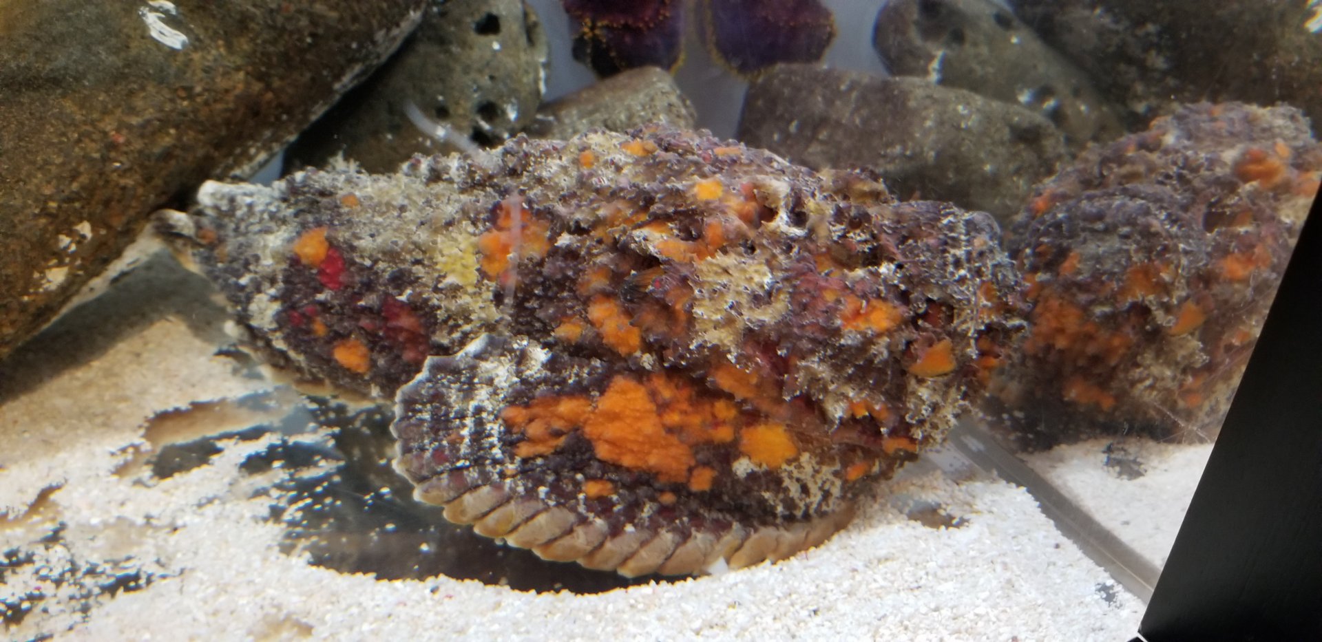 Reef Stonefish