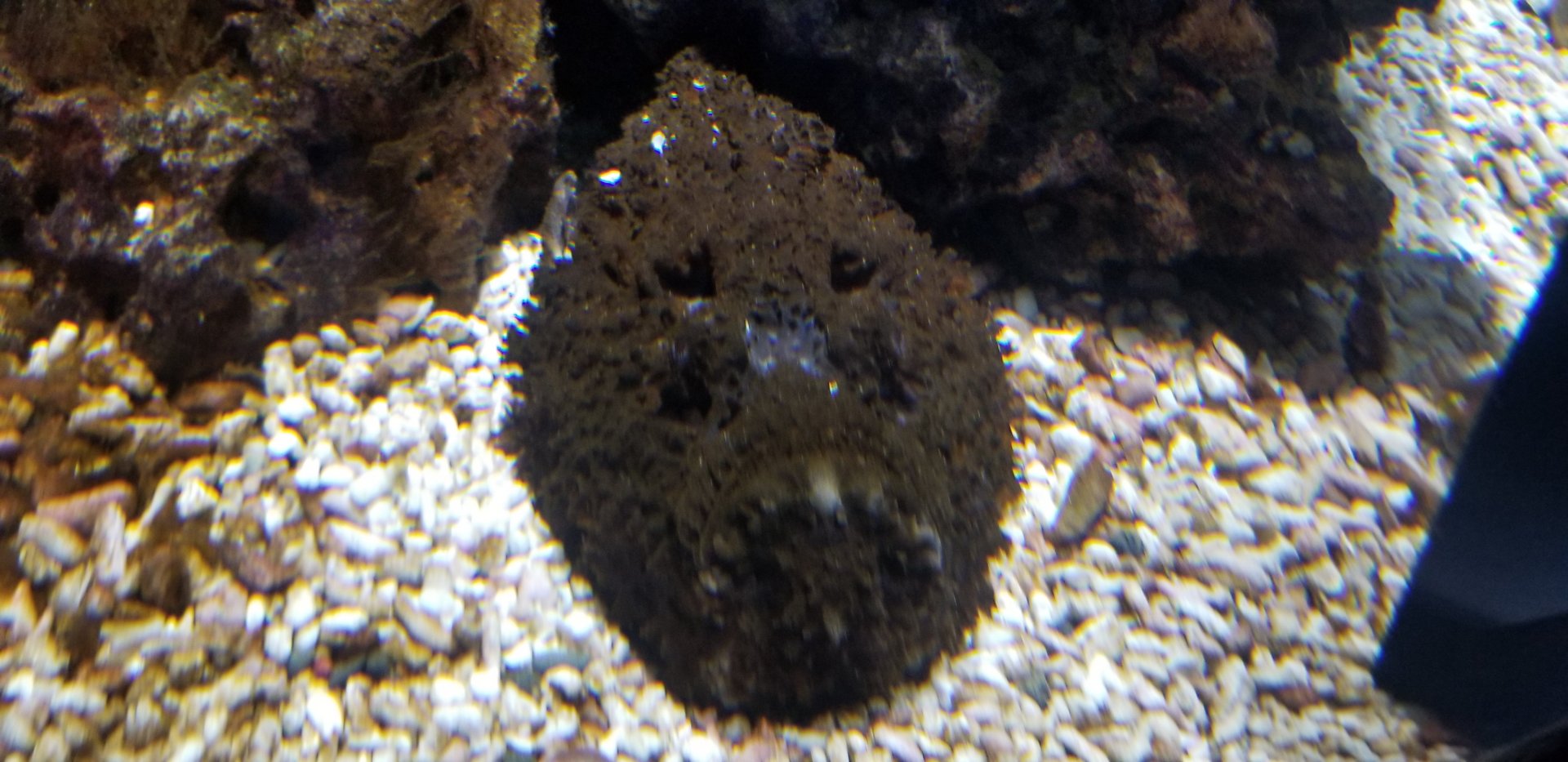 Reef Stonefish