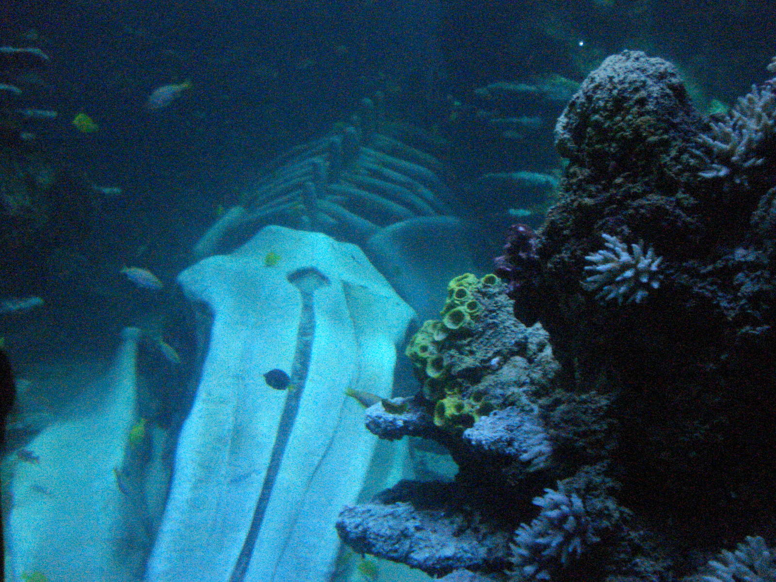 Reef tank, 02/05/2009