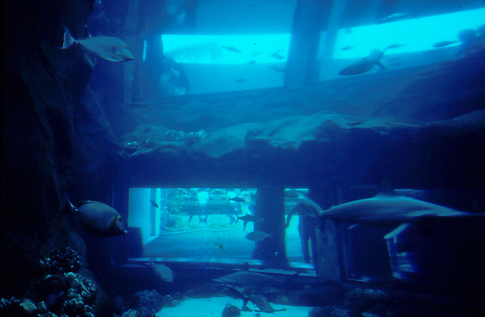 Reef Tank - 1987
