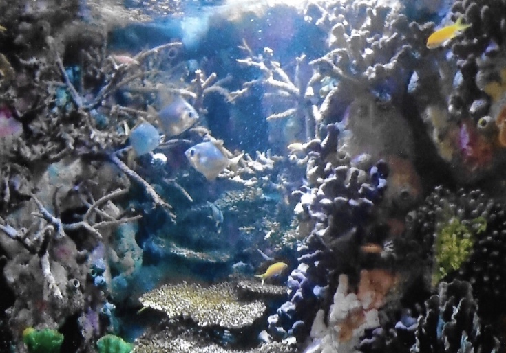 reef tank 2009