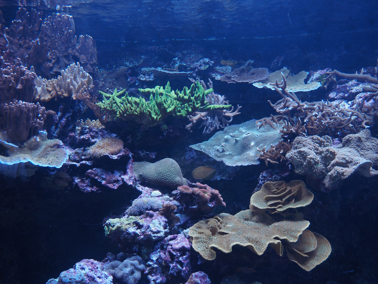 Reef tank, 2025-05-17