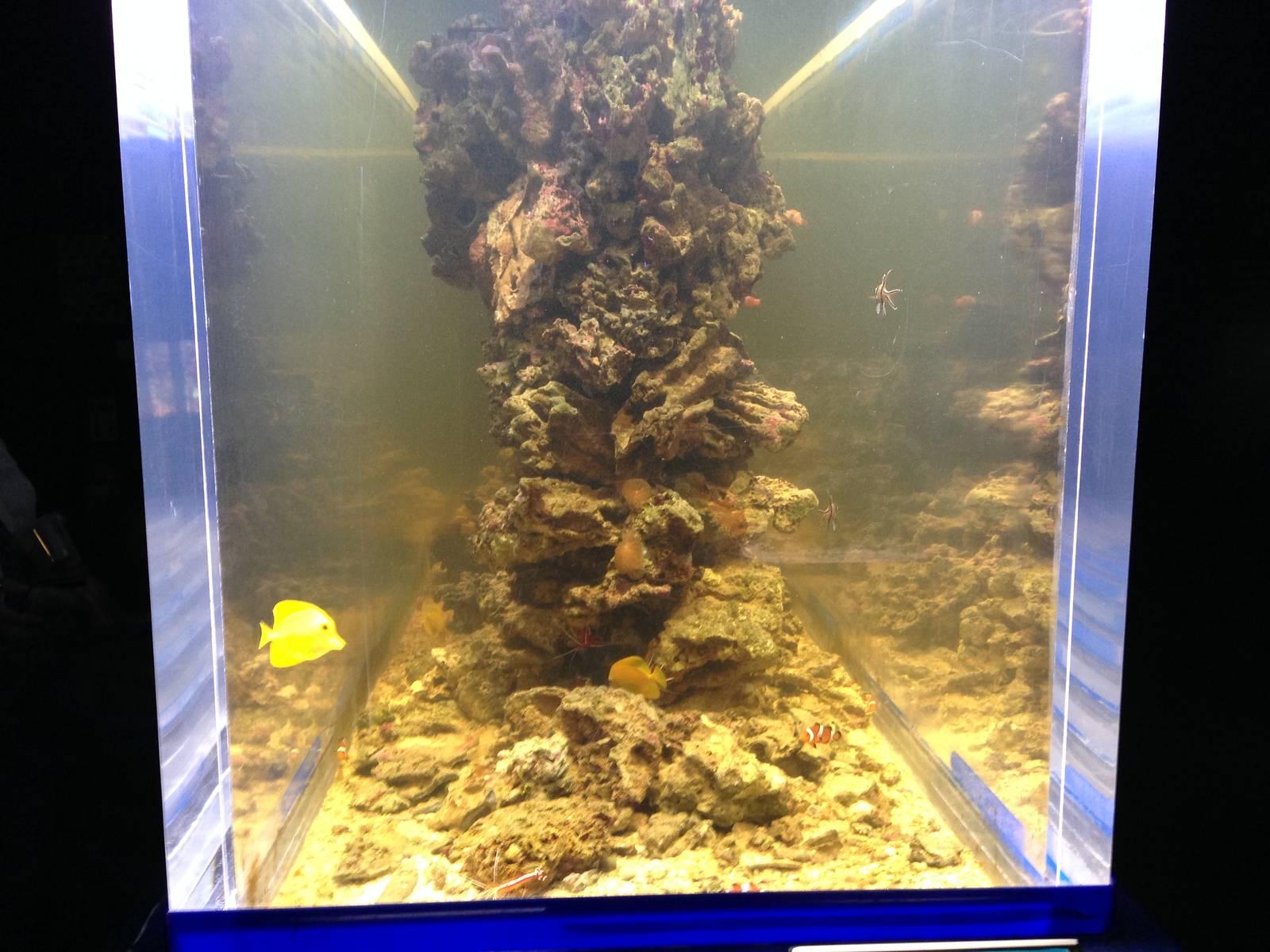 Reef Tank at Blue Planet Aquarium - 05/10/2013