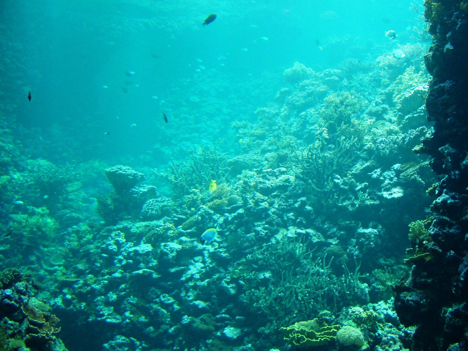 Reef Tank at Burgers Zoo Arnhem, 30/05/12